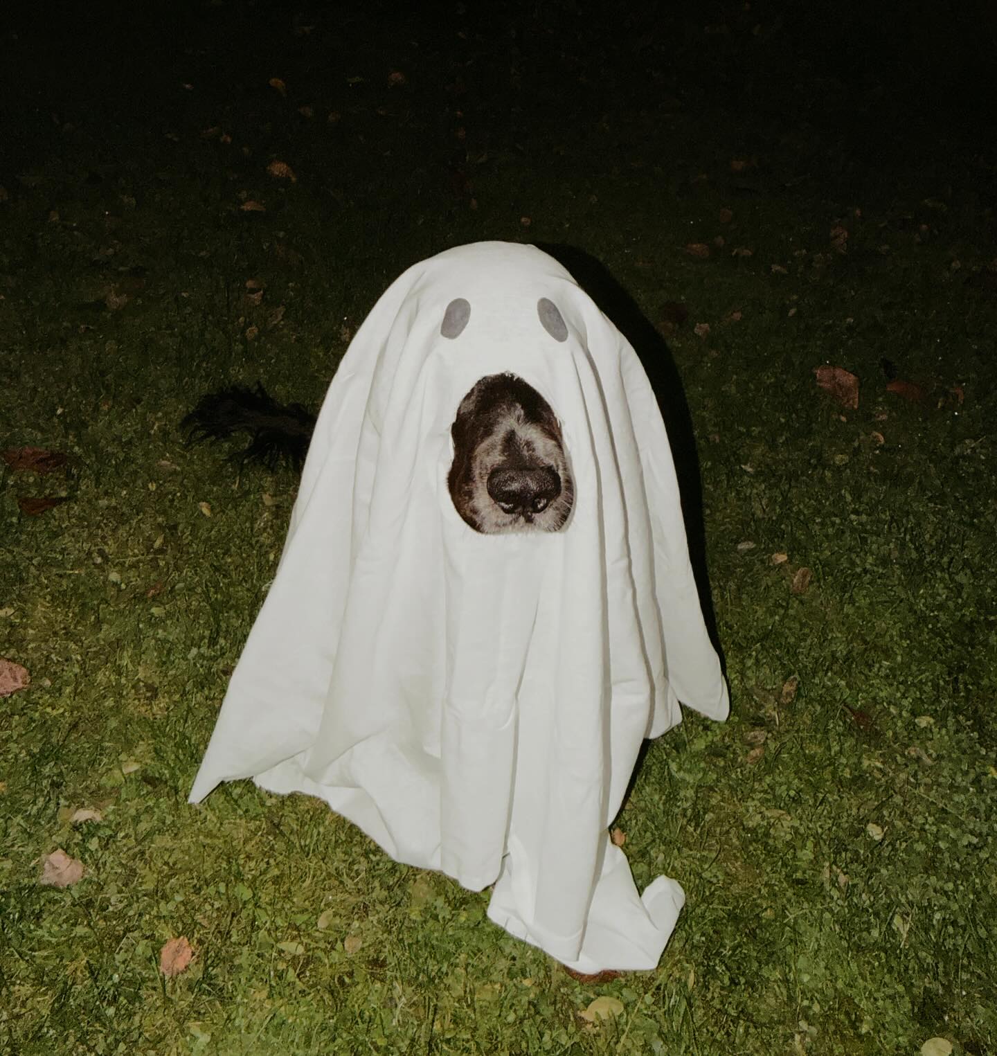 Nå nærmer Halloween seg! 🎃
Vi minner om enkle grep for en trygg feiring for din firbente:
👻 Unngå skumle kostymer, noen blir redde og stresset av støy og utkledning. Ta kveldsturen før eller etter
🍫 Hold sjokolade og godteri unna, det kan være giftig
💤 Gi dem et trygt sted å trekke seg tilbake fra alt bråk og fremmende