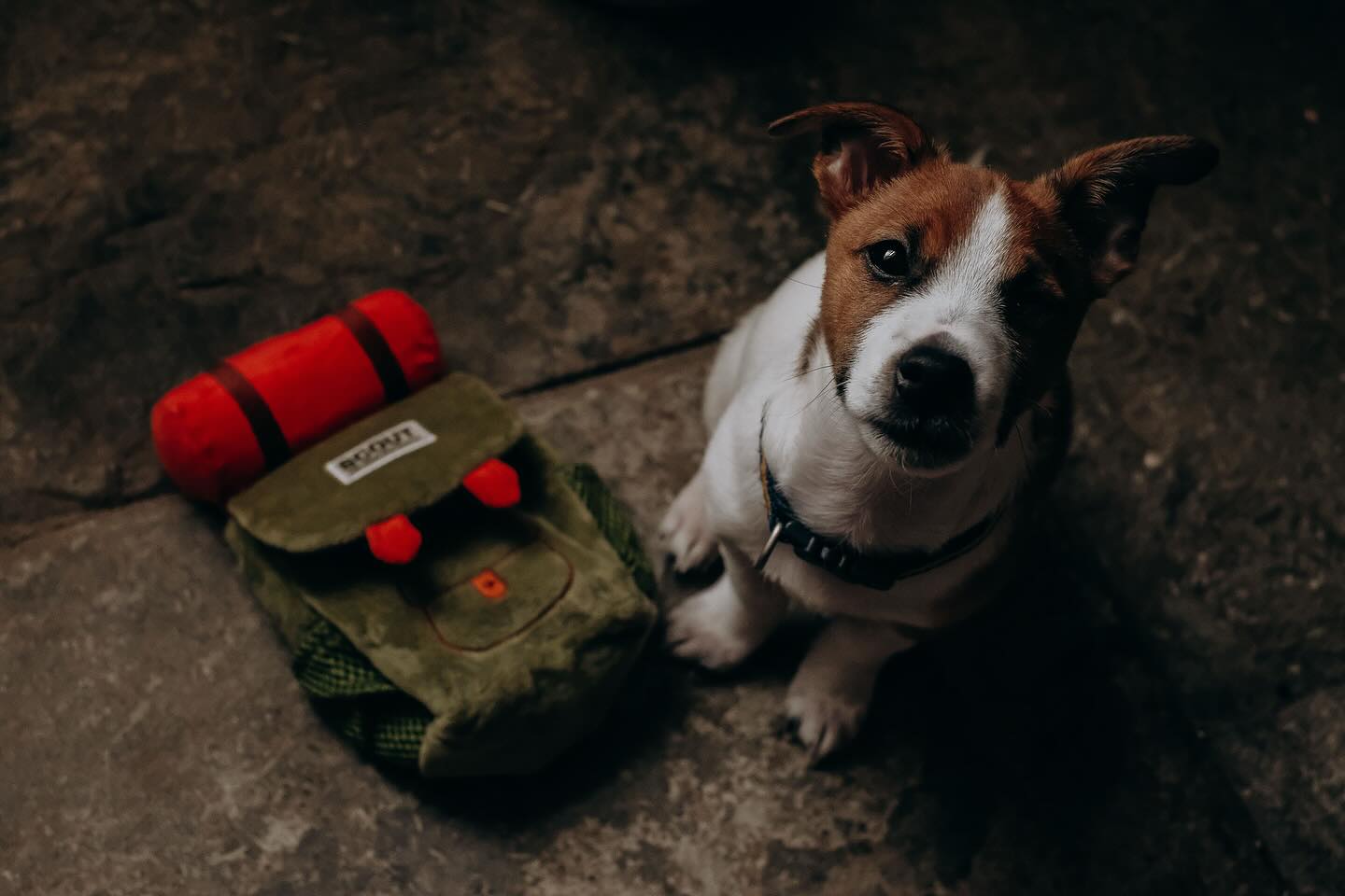 My biggest regret when I lost Archie was that I hadn’t taken more photos of him. I’ll be making up for that with little Scout.
I’ll also be offering Soul-Dog photoshoots for a special price of £100 for Lake District customers. See my photog page for details @sarahelvincurated
.
#lakedistrict #lakedistrictphotographer #dogphotoshoot #dogportrait #giftfordoglovers #dogsofinstagram #jackrussell #adventuredog