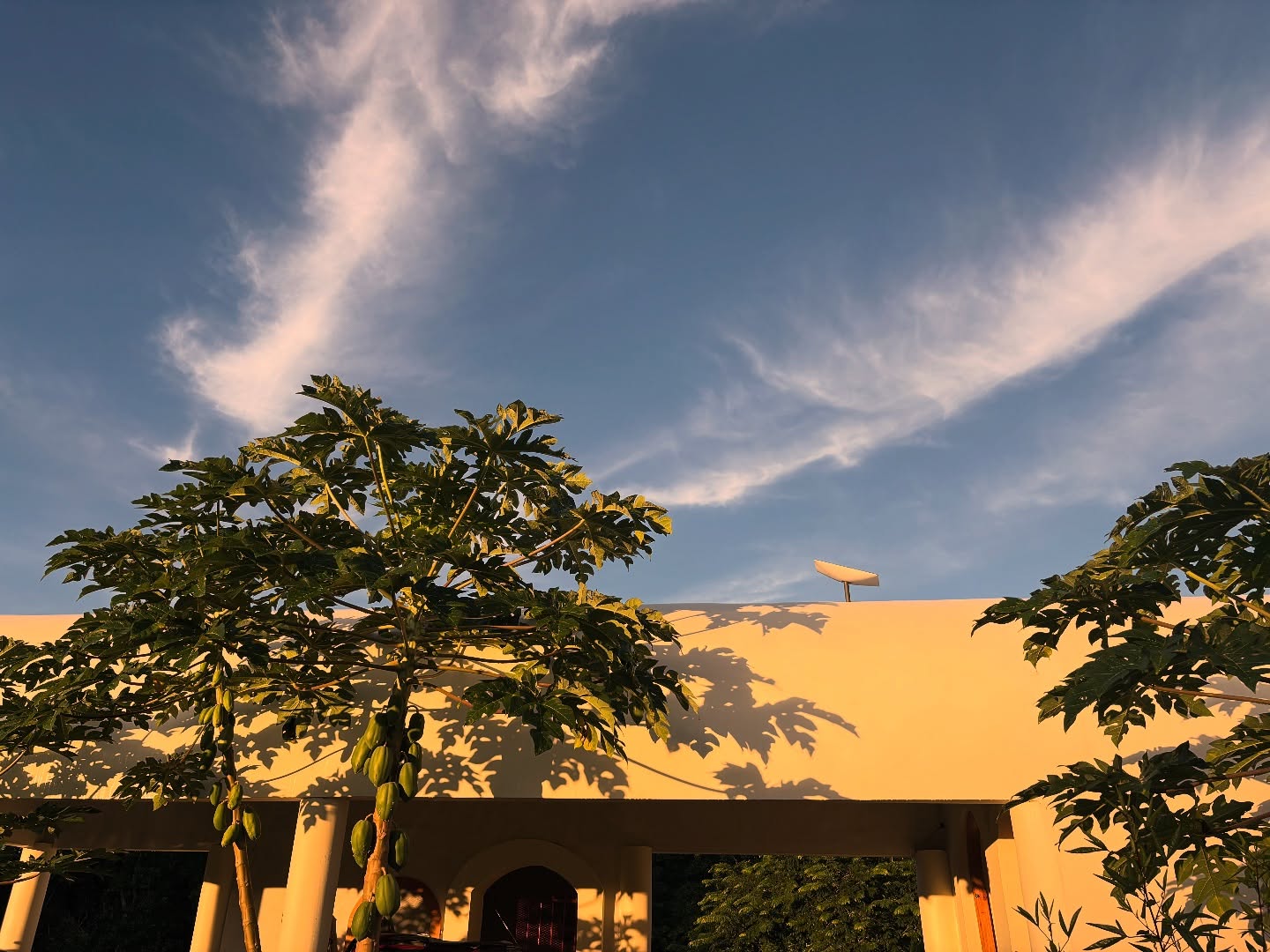 Thank you 🧡 thank you 🧡 thank you! Muchas gracias!
To all of you who ordered products from me, I am so grateful and it means a lot that you still support my work even from afar!
I had a blast with this botanical launch and can’t wait for all my products to make their way to your homes.
Sending you all a big hug. Un abrazo! 😘🥰🧡💐🌻