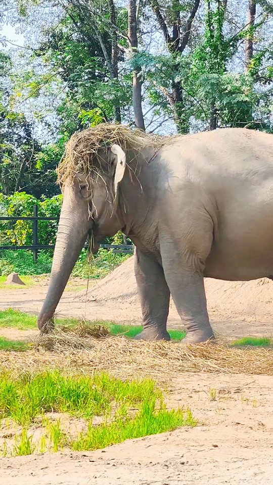 🇬🇧 If you follow Eva and Lhamo, you know they both love to style their heads with hats! 🎩💛
In this video, Lhamo proudly wears a hay hat she made herself — pure elephant creativity!
We love seeing them feeling confident, playful, and free to show their personalities.
Help us give more elephants the chance to feel safe enough to be this silly and happy. 💚🐘 www.su4e.org
🇫🇷 Si vous suivez Eva et Lhamo, vous savez qu’elles adorent se coiffer de chapeaux ! 🎩💛
Sur cette vidéo, Lhamo porte fièrement un chapeau en foin qu’elle a fabriqué elle-même — quelle créativité !
Nous aimons les voir se sentir libres, joueuses et heureuses d’exprimer leur personnalité.
Aidez-nous à offrir à d’autres éléphants la sécurité nécessaire pour être aussi joyeux et espiègles. 💚🐘 www.su4e.org
#ElephantLove 🐘
#ElephantRescue
#SauverLesÉléphants
#HappyElephants
#ElephantConservation
#RespectLesÉléphants
#EthicalTourism
#TourismeÉthique
#FreeElephants
#ÉléphantsLibres
#StandUp4Elephants
#SoutenirLesÉléphants
#ElephantSanctuary
#ProtectionDesÉléphants
#ElephantCare
#ÉléphantsHeureux
#WildAtHeart
#NatureEtCompassion
#LoveAndRespect
#TogetherForElephants
#taylorswift #ophelia