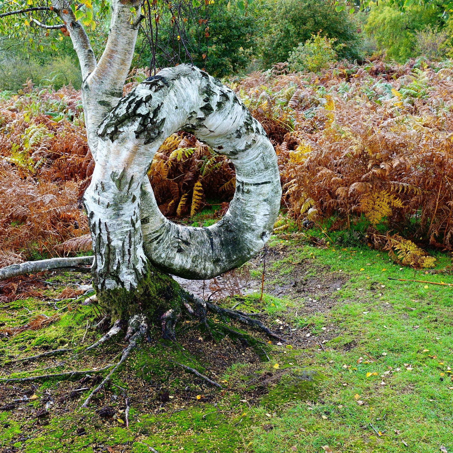 At long last, my notifications are back on as normal. That's another 5 months messing about with instagram. Anyhow, here are some recent photos taken with my new camera, the Sony RX100 MK4. They've been taken from off of Garway Hill in Herefordshire. One is of the most unusual doughnut, Silver Birch. The other two the landscape from the top - Black Mountains/Welsh & English border. If ever in Herefordshire, it's one of the easy hills with all the views. Peace out. #garwayhill #garway #blackmountains #landscapephotography #sonyrx1001v #sonycamera #herefordshire #welshborder