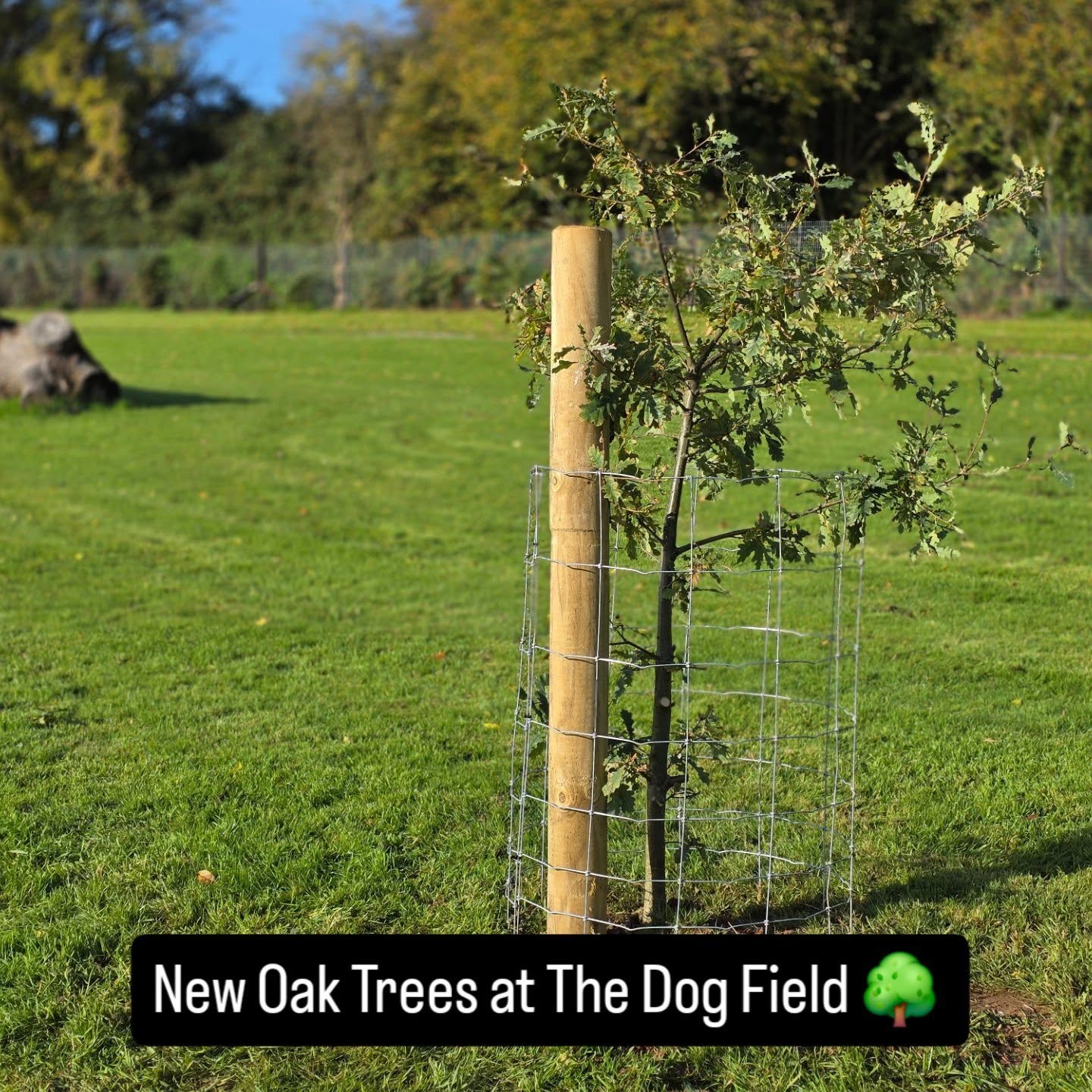 A lovely addition to The Dog Field 🌳 new Oak Trees for future generations. Kindly donated ❤️