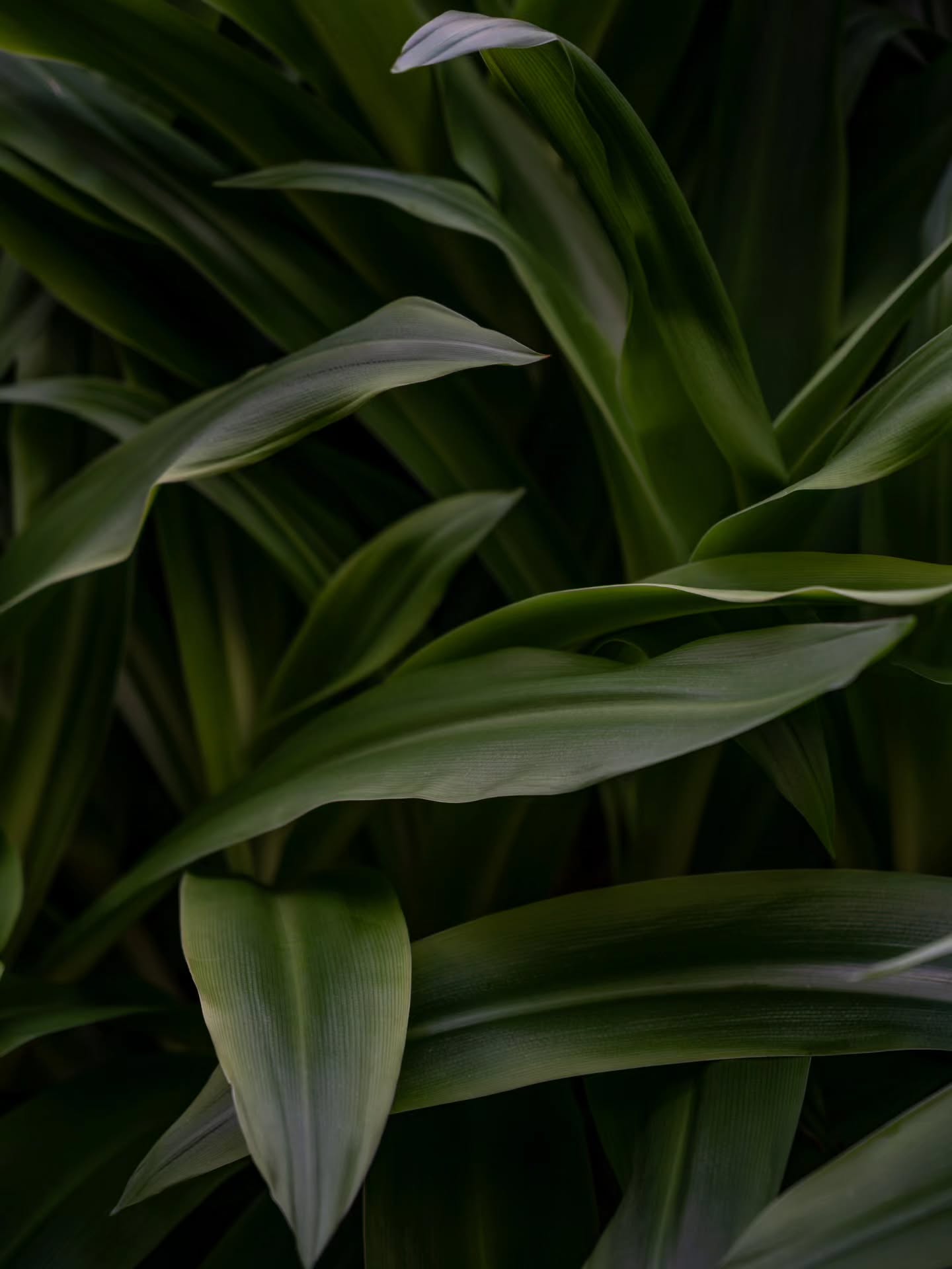 37° 46′ 13.7″ N, 25° 18′ 46.1″ W - (English below)
.
.
(FR) Et si je vous disais qu'il y a bel et bien un petit coin de paradis exotique sur l'île de São Miguel ? Un vrai coup de coeur pour le jardin botanique Parque Terra Nostra et un site incontournable à visiter dans la ville de Furnas. Bon à savoir :
.
.
🌿 Le site : 12,5 hectares, plus de 1800 espèces botaniques et il est situé au coeur d'une caldeira volcanique, ce qui rends les choses l'expérience encore plus incroyable.
🪴 Infos pratiques : prix pour adulte 16€ / enfant 13,60€. Stationnement disponible gratuit dans les rues du village de Furnas. Heures d'ouvertures de 10h30 à 16h30.
💧Bonus : reconnue pour sa piscine géothermique alimentée par une source d’eau volcanique, riche en fer et autres minéraux qui lui donne une couleur orangée.
.
.
Et vous, quel est le plus beau jardin botanique que vous avez visité?
.
.
.
.
(EN) What if I told you that there really is a little corner of exotic paradise on the island of São Miguel? Absolutely in love with the Parque Terra Nostra botanical garden, a must-see in the town of Furnas. Good to know:
.
.
🌿 The site: 12.5 hectares, over 1,800 botanical species, and it's located in the heart of a volcanic caldera, making the experience even more incredible.
🪴 Practical information: Adult price: €16 / Child: €13.60. Free parking is available on the streets of Furnas village. Opening hours: 10:30 a.m. to 4:30 p.m.
💧 Bonus: Known for its geothermal pool fed by a volcanic spring, rich in iron and other minerals, which gives it an orange color.
.
.
And you, what is the most beautiful botanical garden you have visited?
.
.
.
.
#Parqueterranostra #TerraNostraPark #TerraNostraGarden #FurnasAzores #SaoMiguelIsland #SaoMiguelAzores #AzoresIslands #VisitAzores #AzoresNature #GardenLovers #BotanicalGarden #Greenparadise #wanderlustportugal #exploreazores #travelportugal