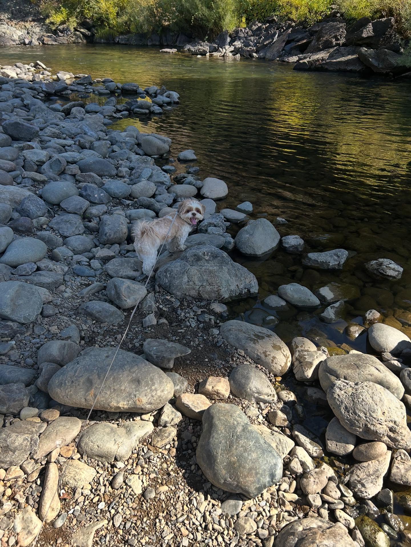 Clarabelle loves to put her toes in the water. We were researching a scene for my first book in a small town. #Goldcountry #americanriver
