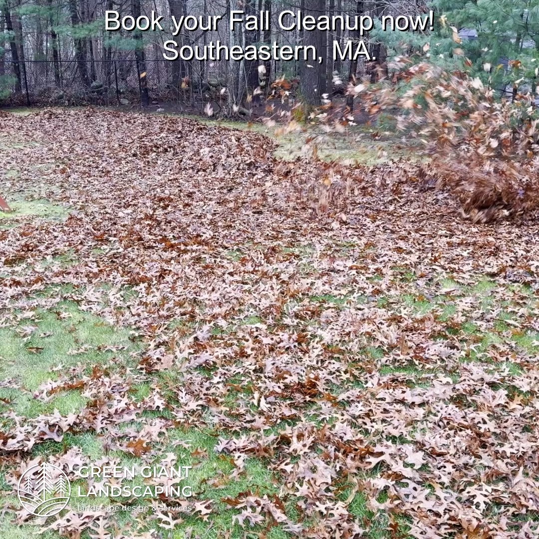 Book your Fall Cleanup now!
Green Giant Landscaping,
Southeastern, MA.
Call now for your free quote!
Landscape architecture
Planting
Land clearing
Tree and shrub care
Seasonal cleanups
Old overgrown shrubs removal
Mulch installation
Garden maintenance
Weed barrier fabric
Bobcat services
Professional Landscape Design.
https://www.greengiantlandscaping.com/post/fall-cleanup-2025-on-the-south-shore-ma-the-perfect-time-to-refresh-your-yard
Phone:
+1 413-406-9094
#landscaping #landscapedesign #gardening #gardendesign #landscaper #landscapearchitecture #treeandshrubtrimming #mulch #Massachusetts #southshore #newton #boston #hingham #marshfield #scituate #NewtonMA #scituatema #milton #canton #wellesleyma #SpringCleaning #shrubtrimming #shrubcare #plantingdesign #gardentransformation #springcleanup #mulching #cobblestone #cobblestoneedging