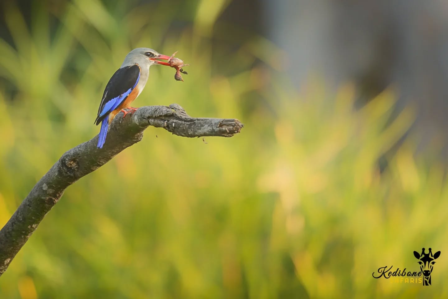 Grey-headed Kingfisher dived down in the reeds and came up with a baby black crake. It's not an easy thing to witness when a predatory bird preys on little birdies.
Follow:π
@kedibone_safaris
Whatsapp me on +27 61 503 1268 to book your extraordinary #krugersafari
www.kedibonesafaris.com
E-mail: info@kedibonesafaris.com
#kedibonesafarifamily #greyheadedkingfisher #kingfishers #birds #predator #action #birding #naturewildlifephotography #specialmoments #krugernationalpark
#bestsafaribyfar #gamedrives #wildlife #wildlifephotography #wildlifelovers #nature #natgeowild #wildographydudette #safariphoto #phalaborwaco #Africa #southafrica #girlpower #wedotourism
@krugernationalpark @phalaborwa.co.za @renataewaldwildlifephotography @meetsouthafrica
