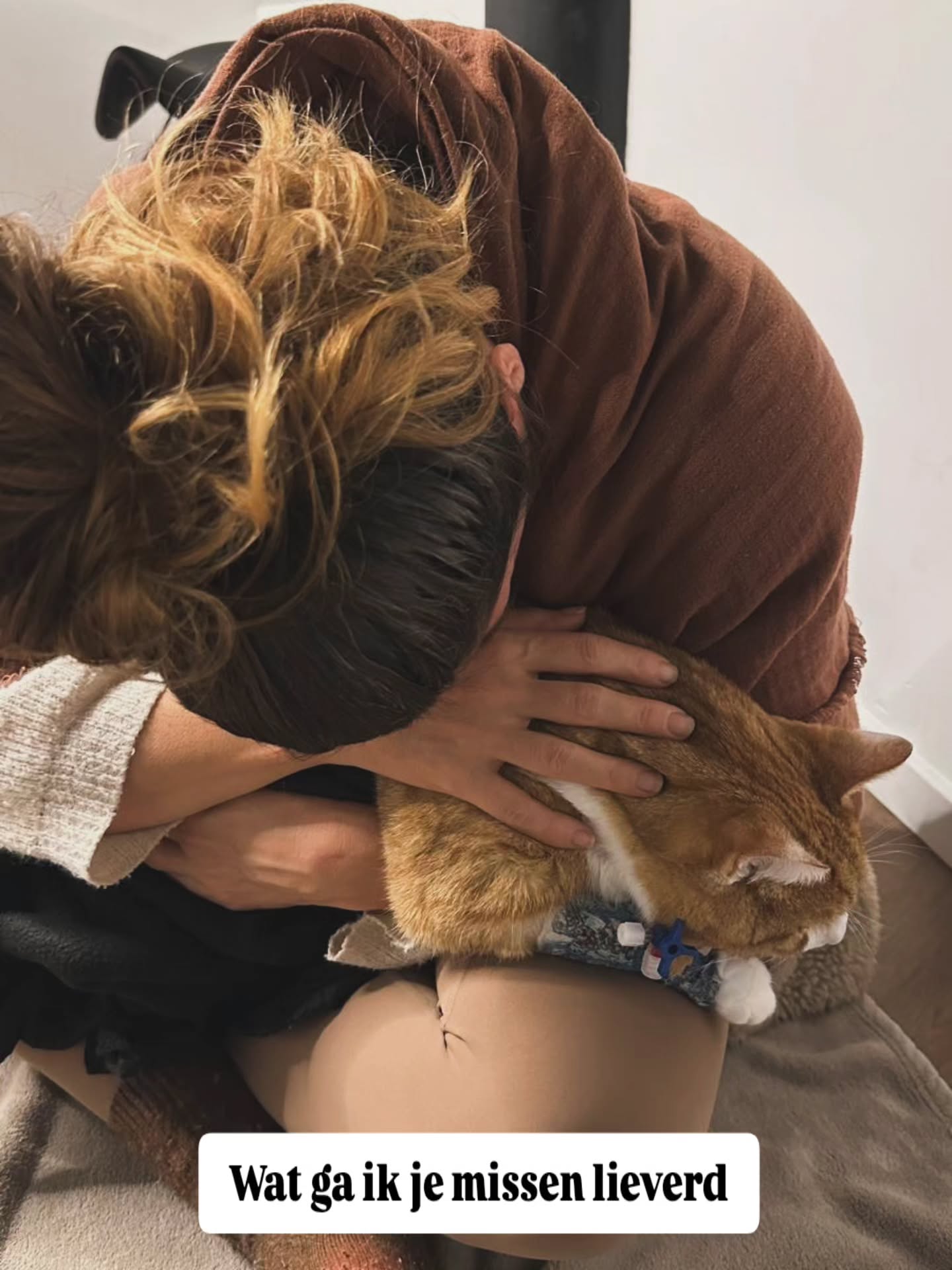 💔 Wat een rustige integratie en landings dag thuis zou moeten worden, werd onverwachts gifzwart.
Mijn lieve Milan, onze trouwe viervoeter en al 12,5 jaar mijn beste maatje ging niet goed. Hij ademde veel te zwaar en ging op gekke plekjes zitten. Hij werd na een bezoek aan de dierenarts doorverwezen naar de IC voor dieren. Zijn longen dreven in vocht, hij ademde alsof hij onder water was.
Na meerdere onderzoeken bleek er een afwijking aan zijn hart te groeien. Het was dweilen met de kraan open, hij verdronk in zijn eigen longen.
Het beste wat we voor hem konden beslissen was euthanasie. Wat een verdriet. Wat een pijn.
We waren net terug van Portugal, ik had hem nauwelijks nog gezien. Ik had meer tijd nodig met hem, wilde zo graag nog meer met hem knuffelen en laten weten hoeveel ik van hem houd. Ik voelde schuld omdat we er minder voor hem zijn geweest sinds we ouders zijn geworden.
We hadden gedacht dat Milan nog wel een paar jaar mee zou gaan binnen ons gezin, vriendjes zou worden met Maya. Maar eerlijk is eerlijk, hij heeft het nooit zo gehad op kinderen, was in het begin best jaloers en moest erg wennen aan de nieuwe thuissituatie.
Misschien heeft ie wel gedacht 'voordat die kleine begint met kruipen ga ik er vandoor'...
Ondanks dat ik begrijp dat alles divine timing is ervaar ik nu zeeën aan emoties. Het doet pijn en maakt me intens verdrietig.
Wat een gemis, onze grote knuffelbeer. Je was een hele bijzondere eigenwijze en soms klunzige kat. We hebben zoveel om je gelachen en zoveel van je gehouden. Wat heb je me veel liefde gegeven over een derde van mijn levensjaren. 12,5 jaar. Je hebt veel meegekregen en was er altijd voor me. Terwijl vrienden gingen, bleef jij.
Je was een kleine shamaan, een heler en hebt me zoveel geleerd. Zoals ook nu weer, dat liefde het belangrijkste is en voorgaat op alles.
Dankjewel dat je hebt gewacht totdat we thuis waren, zodat we afscheid konden nemen.
Lieve Milan, ik ga je missen knapperd. Heel heel erg. Ik hoop dat we elkaar ooit weer mogen treffen, op wat voor manier dan ook. Bedankt voor alle dierbare momentjes die je mij en ons hebt gegeven.
Heb een goede nieuwe reis knapperd 🤍 Je was geweldig.