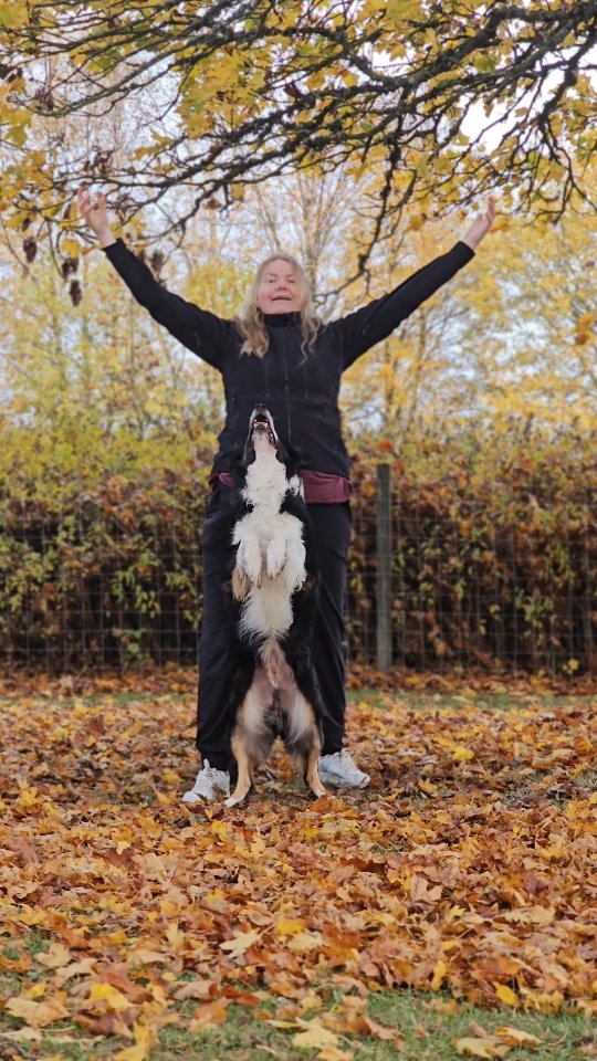Happy 26 to me!🎈
Thanks to everyone congratulating me today, it fills my heart with so much warmth ♥️
A little dance with my boys today, I really love the color's outdoor right now 🍁🍂 Probably the best thing about this season 🎃
#bordercollie #dogdancingfreestyle #dogtricks #trickdog #DancingK9 #freestyledog