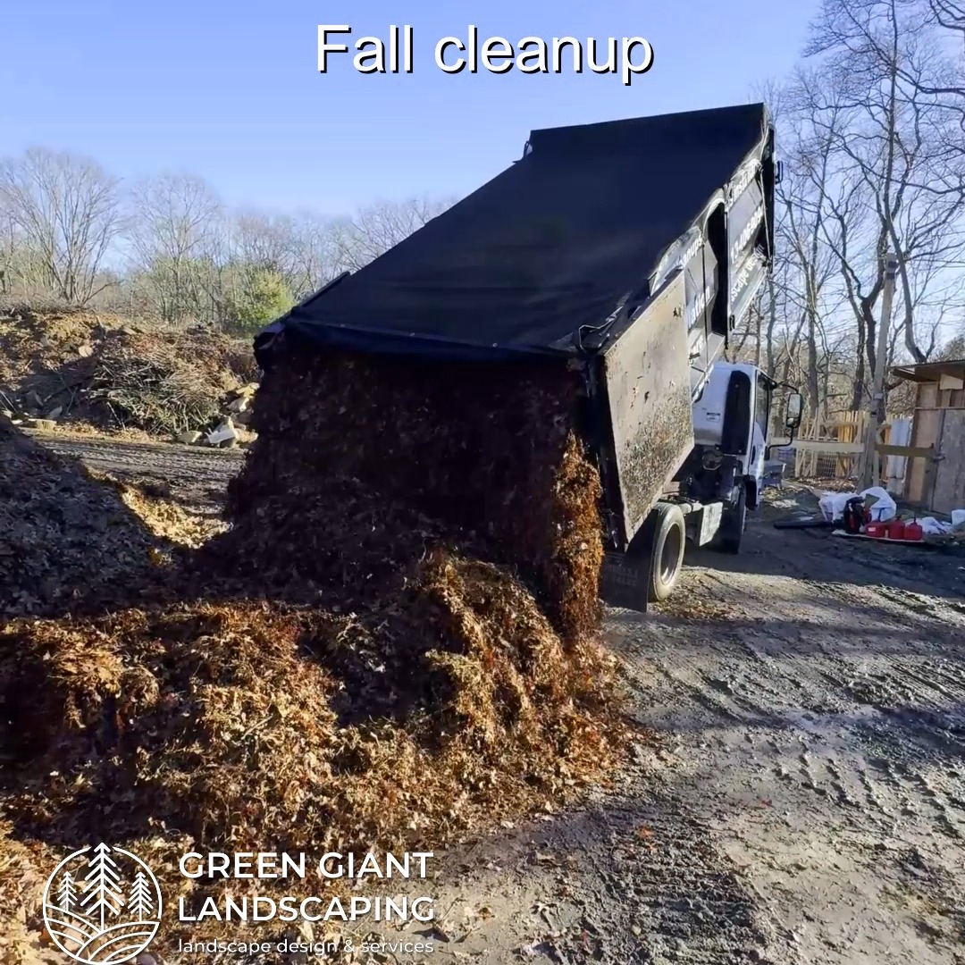 Book your Fall Cleanup now!
Green Giant Landscaping,
Southeastern, MA.
Call now for your free quote!
Landscape architecture
Planting
Land clearing
Tree and shrub care
Seasonal cleanups
Old overgrown shrubs removal
Mulch installation
Garden maintenance
Weed barrier fabric
Bobcat services
Professional Landscape Design.
https://www.greengiantlandscaping.com/post/fall-cleanup-2025-on-the-south-shore-ma-the-perfect-time-to-refresh-your-yard
Phone:
+1 413-406-9094
#landscaping #landscapedesign #gardening #gardendesign #landscaper #landscapearchitecture #treeandshrubtrimming #mulch #Massachusetts #southshore #newton #boston #hingham #marshfield #scituate #NewtonMA #scituatema #milton #canton #wellesleyma #SpringCleaning #shrubtrimming #shrubcare #plantingdesign #gardentransformation #springcleanup #mulching #cobblestone #cobblestoneedging