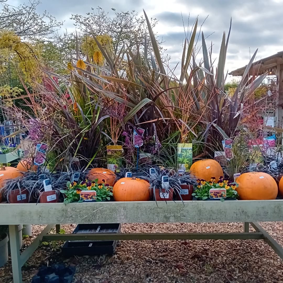 Saw this great autumnal display down at @newburyfarmplants the other day. Nice work!