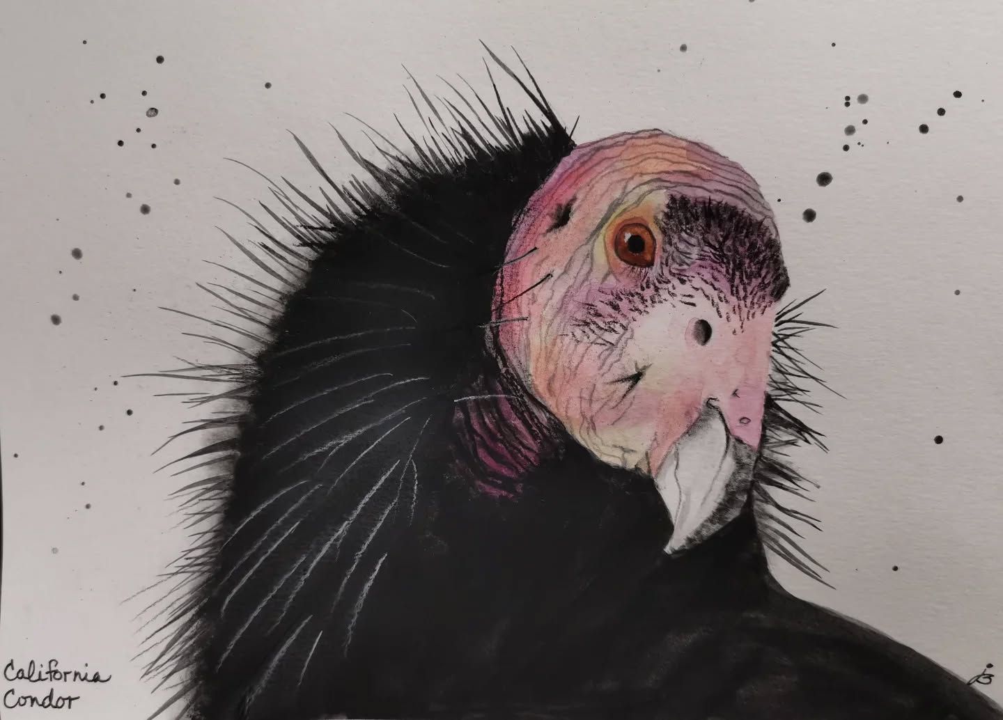 California Condor
Painting something completely black is not easy! It takes several layers to achieve that blackness. Thank goodness I have Daniel Smith's lunar black watercolor 😁
Day 27 #Birdtober2025 #birdtober
This year I'm using watercolor, neocolors II, pastel and pencil crayons, charcoal, and gelly roll pens. Whatever floats my 🐦
I'm working on Clairefontaine watercolor paper 5.8x8.3" (A5) cold press paper.
@aholmesartstudio #ilovebirds #bird #birdartist #birdart #birddrawing #birdpainting #birdillustration #birdnerd #birbs #painting #drawing #illustration #birdchallenge #watercolorart #watercolorpainting #pencilsketch #fabercastell #clairefontainepaper #danielsmithartistsmaterials