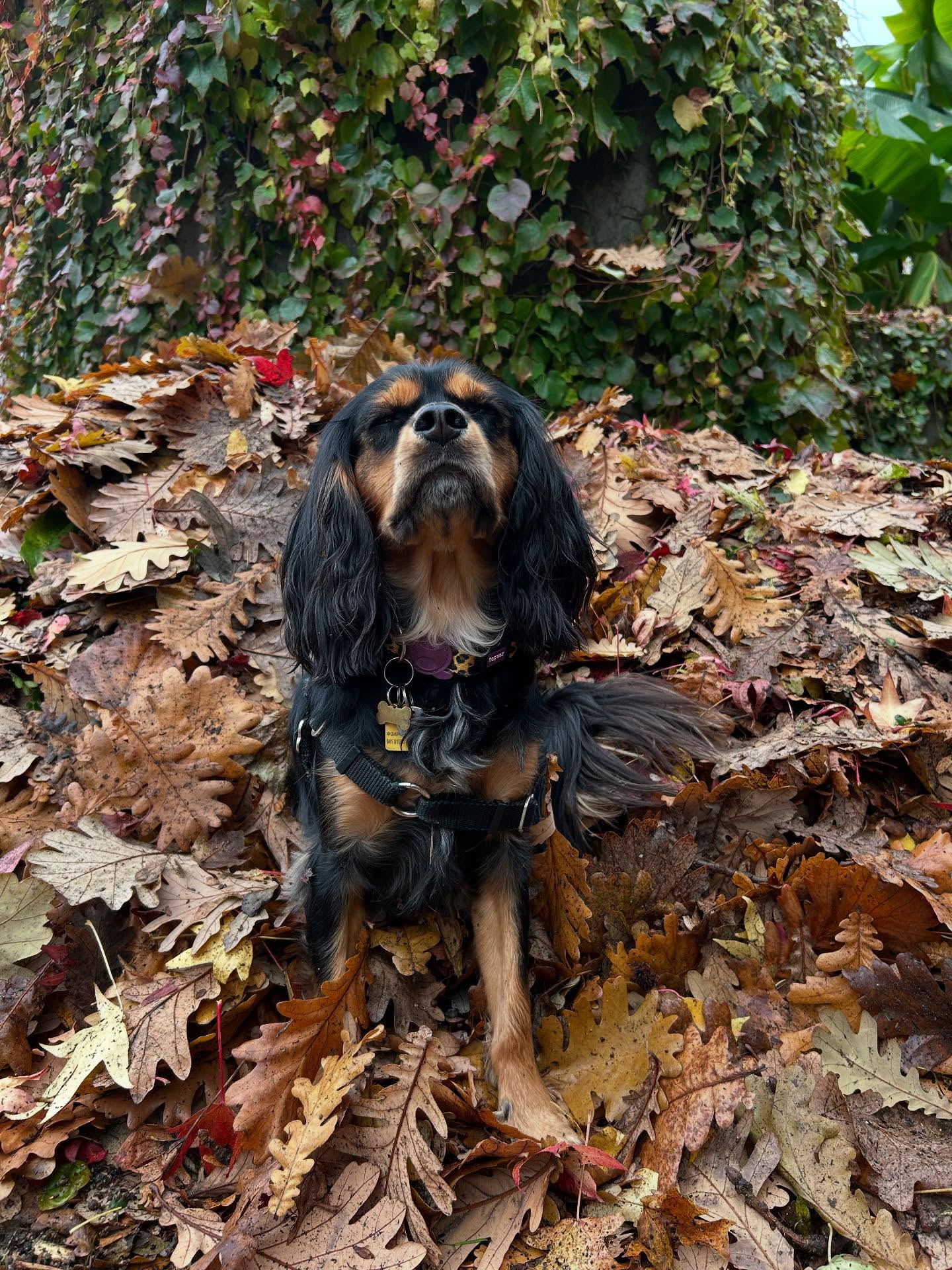 Some Fall peace, take a big breath with Poe. Or a waterfall, or a friend, or a tree. Historically, I struggle with Fall a bit. Putting away all my sweet summer things, trading peaches for apples. But this fall has been one of many walks, of patches of sunshine, of embracing the rain. It feels quite fitting that this is the beginning of the Jewish New Year, that I am in a season of slow harvest, of staring out into my new (and yet not unfamiliar) home, and learning to breath again.