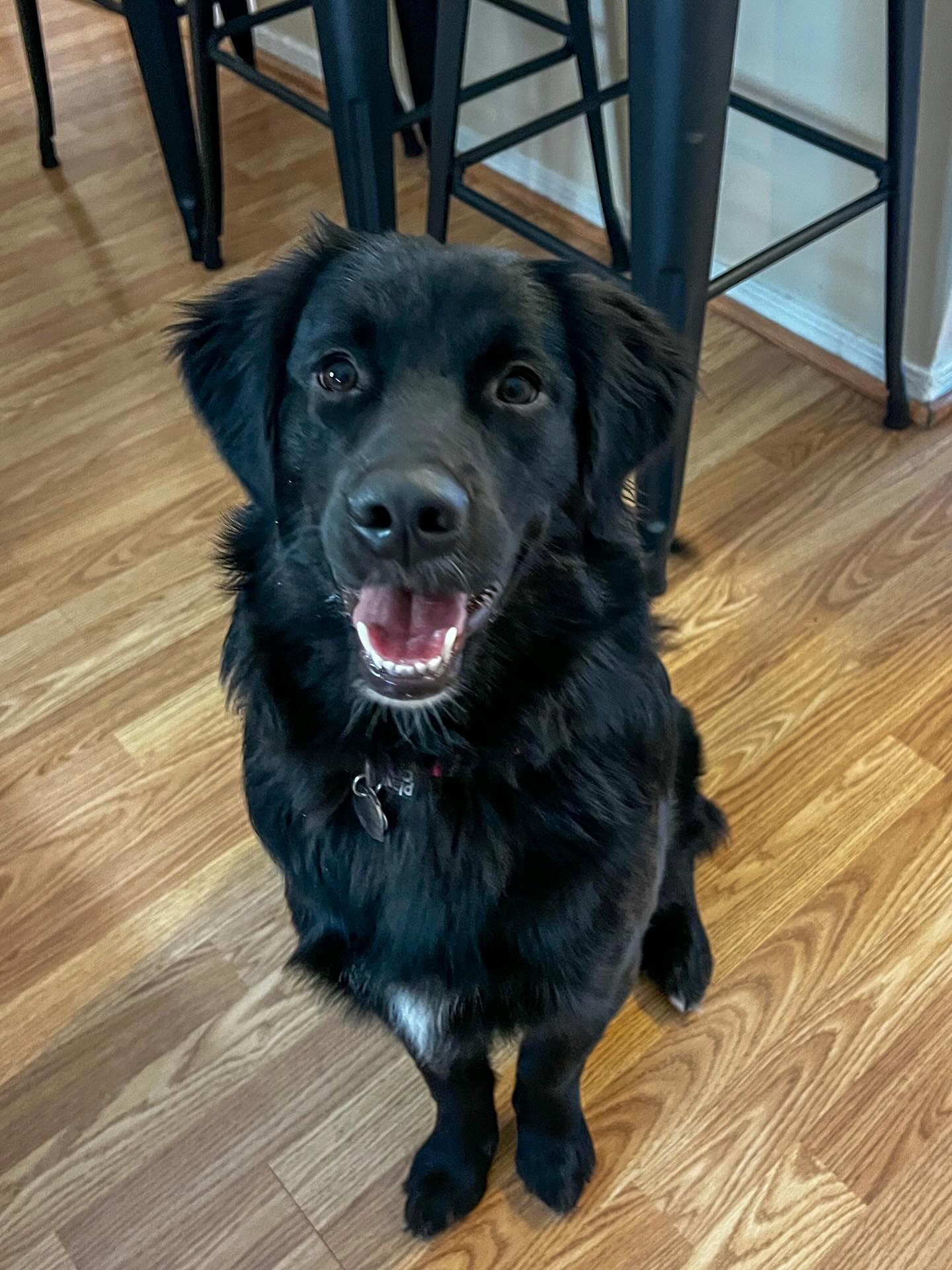 Smart, motivated, and eager to learn — this girl checks every box. ✨
She’s moving through her training plan so smoothly that we’ve already begun layering in a few extra skills for enrichment. Credit to her guardian for such skillful use of the clicker and reinforcers — their teamwork truly shines. 🐾