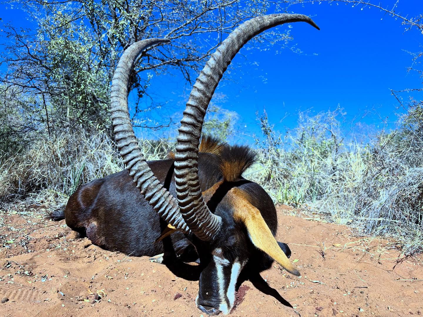 This is true royalty — the Prince of Africa! An absolute stunner of an antelope, boasting perfect curls, a sleek black hide, and a strikingly unique masked face. The list of its magnificent features goes on… without a doubt, a must-have trophy on any African hunt! #hunting #africa