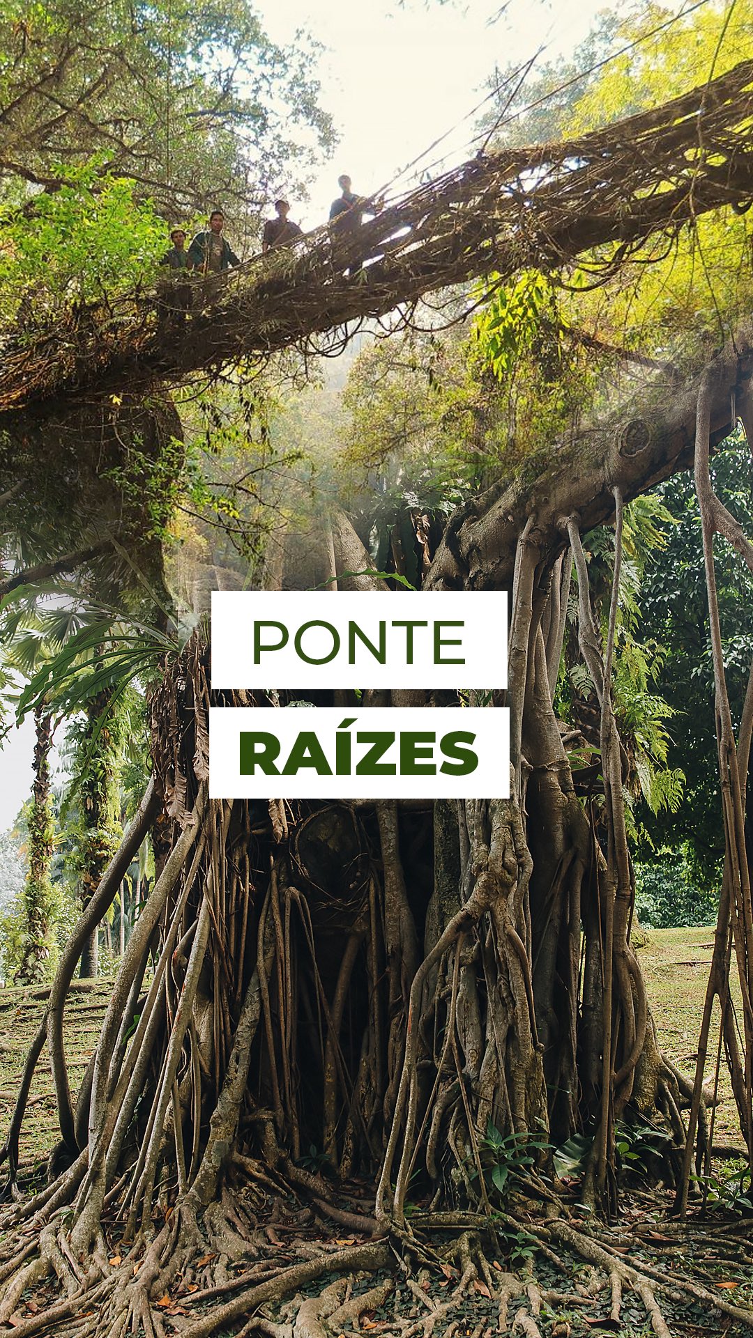 Já ouviu falar nas pontes vivas da Índia? 🌿
Elas são feitas de raízes de Ficus elástica e existem há centenas de anos!
Mas o essa planta também pode exibir suas folhas firmes e brilhantes dentro de casa, em tons que vão do verde escuro ao vermelho intenso.
É uma planta resistente e cheio de história!
E você, já conhecia essa história do Fícus?
Conta aqui nos comentários 👇
#ficuselastica #ficus #ficusrubberplant #ficusplant #ficuslyrata #ficustineke #ficusburgundy #tropicalplants #ficusshivereana #ficustineke #ficusruby #natureza #urbanjungle #houseplants #burgundy #tineke #lyrata #ruby #root #raizes #raiz #ficusraiz #ponteraiz