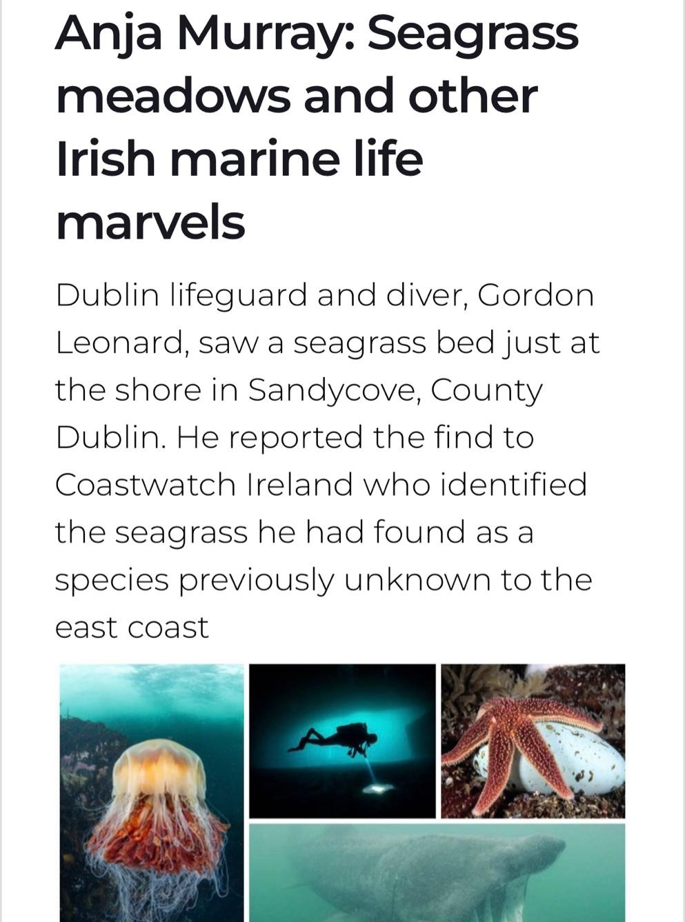 Special thank you to Anja Murray for this brilliant article on Seagrass, highlighting Coastwatch Regional Coordinator, Gordon Leonard's DLRD seagrass find and our Coastwatch Citizen Science Seagrass Map 2025 Launch last week by Minister Timmy Dooley. Thank you also to the LexIcon Library in Dún Laoghaire for being such amazing hosts!
Current coastal and marine legislation is inadequate in protecting seagrass and urgent action is required to safeguard this critical coastal habitat and blue carbon store. We are delighted that we had an opportunity to discuss the intrinsic value of seagrass, it's threats, and how we can work together to ensure greater environmental compliance with the support of citizen science.
This is where Coastwatch hopes to contribute, and do so as a case in the more4nature EU Horizon project.
Check it out here: https://www.irishexaminer.com/lifestyle/outdoors/arid-41732640.html