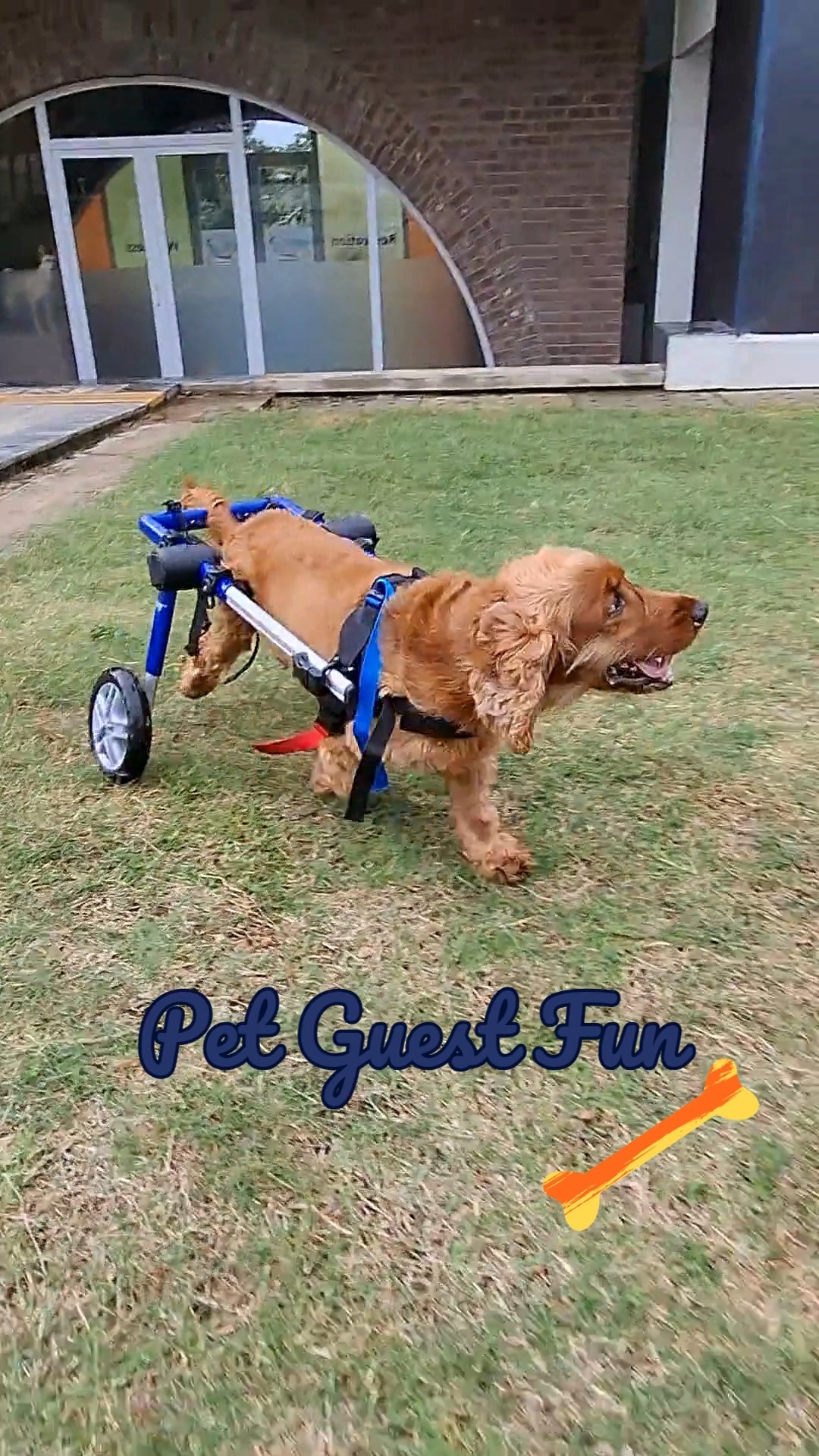 This week's pawsome guest had a blast chasing toys, soaking up belly rubs, and stealing everyone’s hearts! Whether it’s a weekend or a long stay, we’re here to pamper your pet.
Head to www.cessnapetretreat.com or call +91 7619 634627 to book now.
#cessnalifelineveterinaryhospital #cessnalifeline #bengalurupets #pawfectstay #petboardingfun #dogfriendlyblr #catloversindia #pawsomeguest
