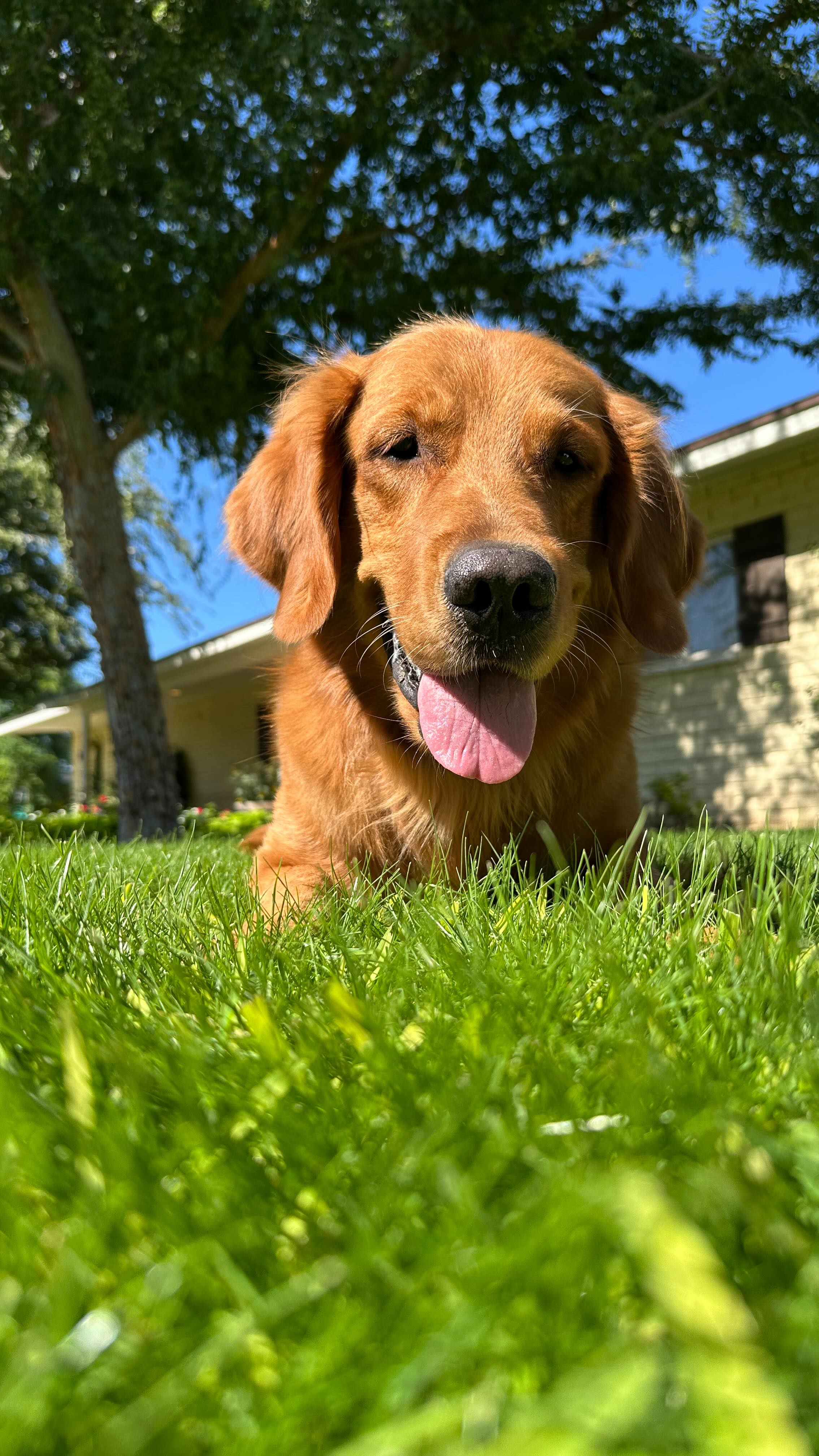 🌾 When’s the Best Time to Plant Winter Rye Grass? 🌦️
It’s better to wait before overseeding! Here are 2 important reasons we wait a little longer to plant:
1️⃣ Weather Matters – Winter rye seed needs cooler overnight temps (below 70 degrees) to stay it’s healthiest. Planting too early in warm weather can affect its health long term. It also won’t need as much water to stay wet and germinate!
2️⃣ Protect Your Bermuda – Let your Bermuda grass stay active as long as possible. Planting too soon can stress your Bermuda and weaken it going into winter and next spring.
✨ Be patient for a greener, healthier lawn all winter long!