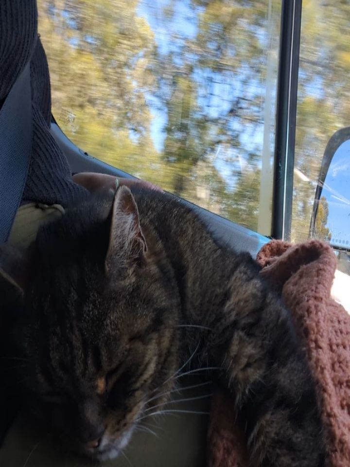 Dropped off some books from Other Me to @woodland.collection during our road trip this weekend ๐ฅฐ My first time visiting, and it's such a gorgeous store!!
And had to buy a little something for the road of course... Anyone read Love at Second Sight? Looks fab!
(Mowgli isn't the biggest fan of all the bumps, methinks, but he does alright)