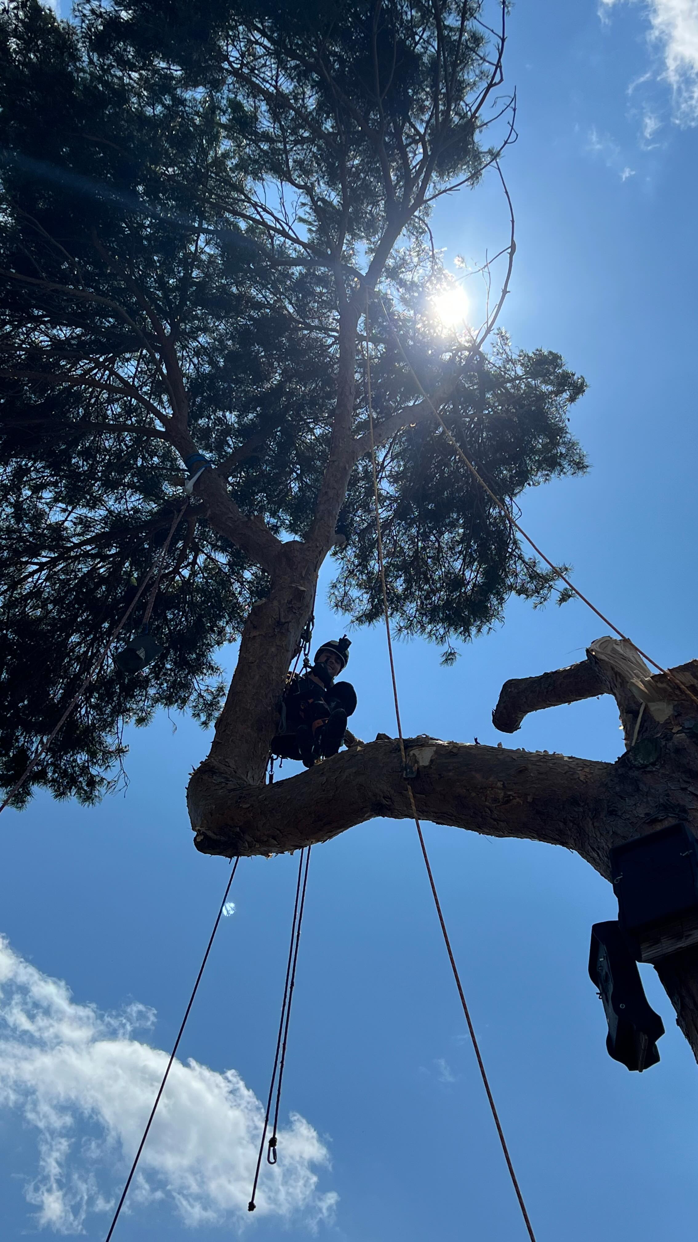 Rigging over the neighbour’s fence 🌲🪢
.
.
This was a pine tree removal we had to remove after a storm took down half of its crow. 🌬️
The tree had a weak spot in the trunk that failed during the storm, a perfect example of how proper tree care can help trees live longer and prevent some serious damage.
Follow us to learn more about the work in the trees.