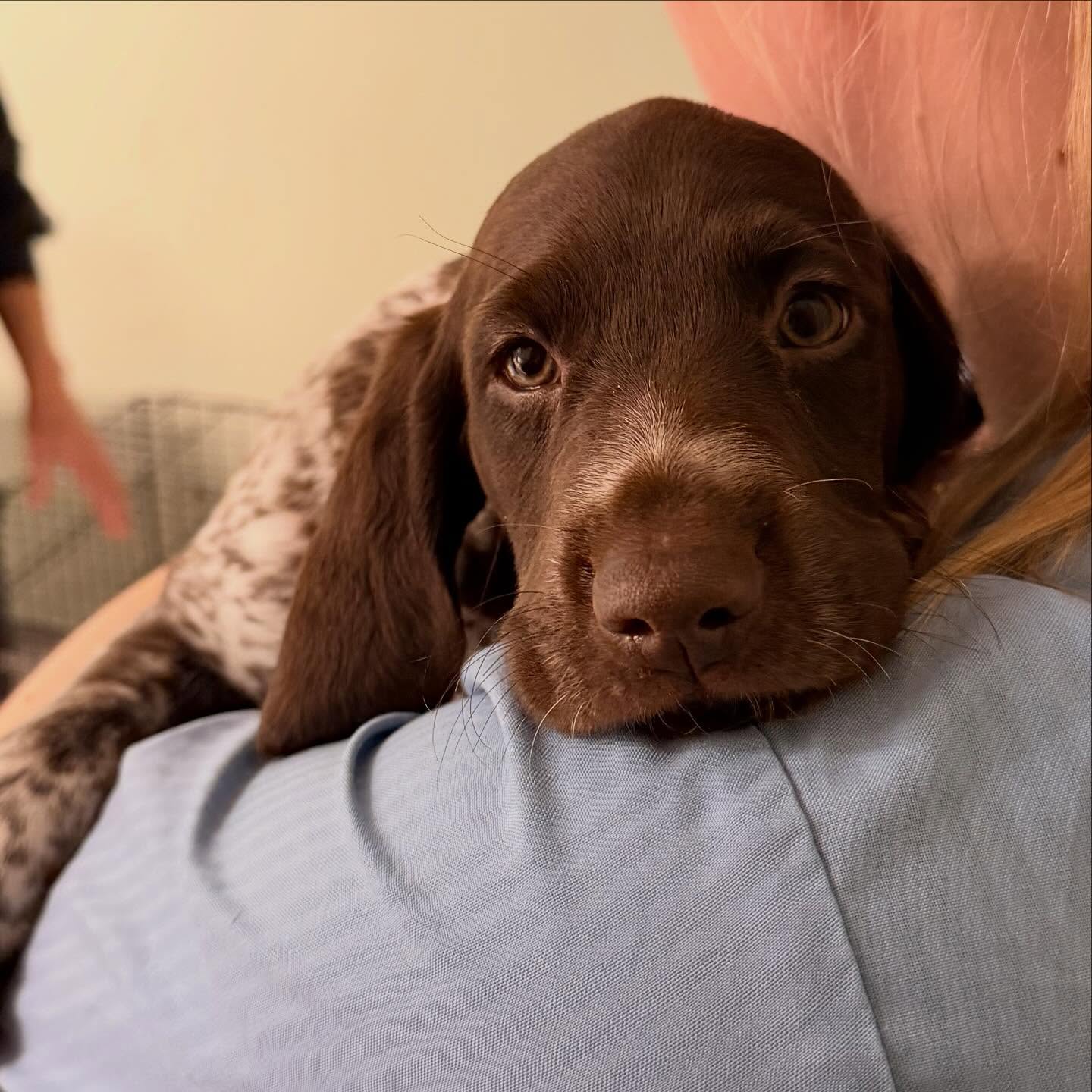🐾 Små poter på helsesjekk 🩺
I dag fikk valpene sin første vaksine og chip! Nå er de klare for nye eventyr ❤️