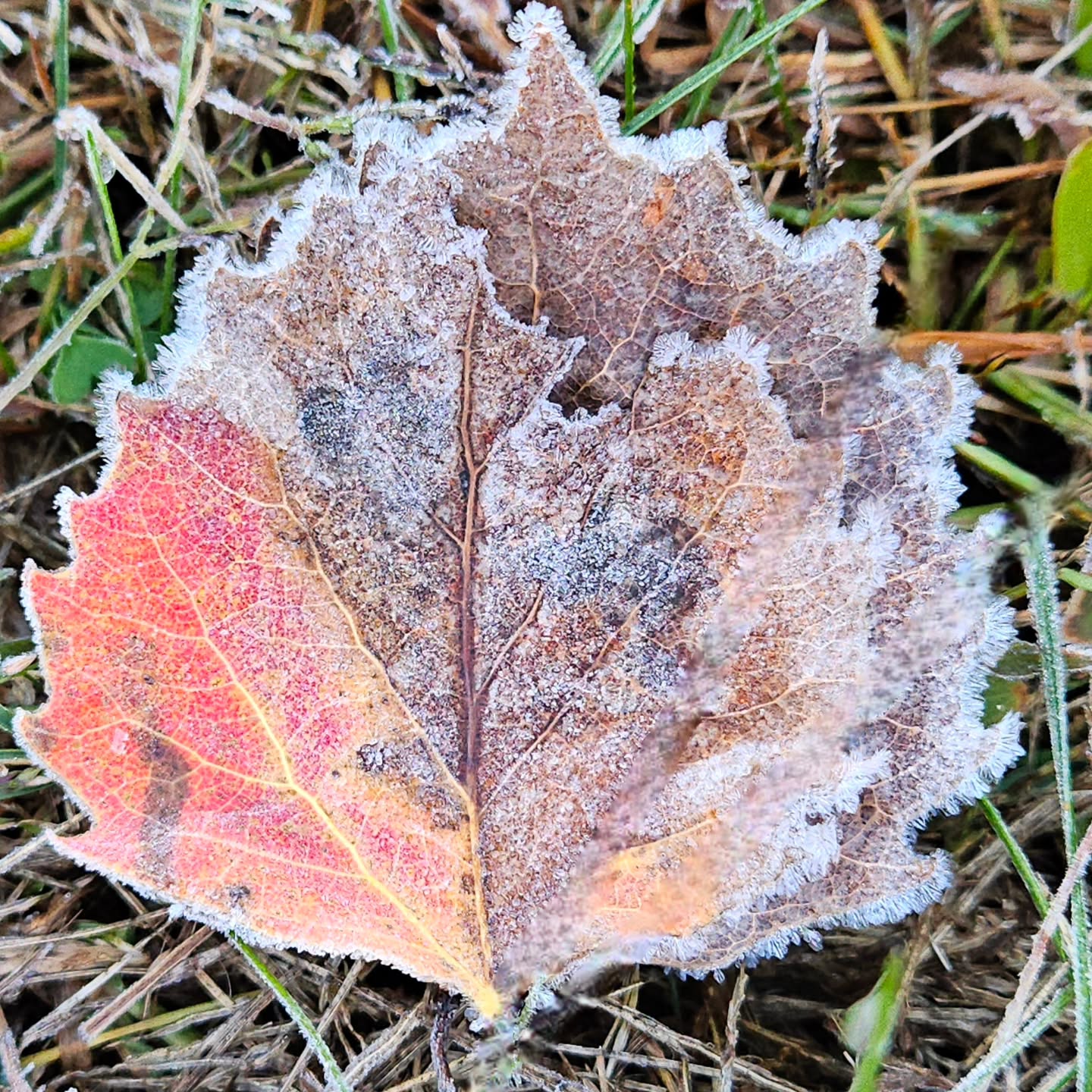 Fall meets winter... Midland County, Michigan
#frosty #frostymorning #leaf #leaves #coloredleaves #autumnvibes #autumnleaves #fallleaves #puremichigan #onlyinmichigan #kathywoodsboothphotography #michiganphotographers #yes_global #yes_busa