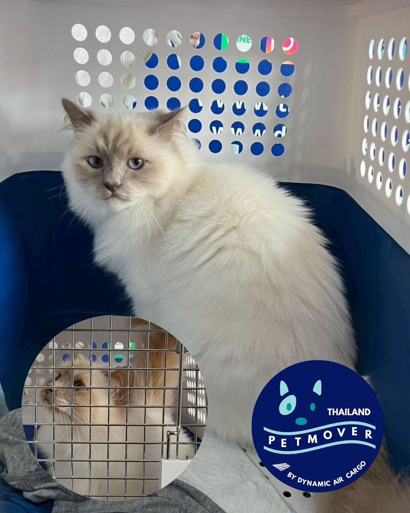 🇪🇸 🛬 🇹🇭
Maggie arrived safely from Spain 🥰 Our pleasure to assist with the arrival and we hope you enjoy Bangkok as much as we do!
——————————————————
🐶 Thailand Pet Mover
🐱 Where Pet Lover Meets Pet Mover
🐰 Inquire via LINE: @thailandpetmover
🐯 Or Email: service@dynamicaircargo.com
🐹 Our DMs are not monitored
🐷 A trade mark service managed by Dynamic Air Cargo, a member of IPATA and IATA.
——————————————————
Please make sure you contact direct to our customer service team
#bangkok #traveller #importer #exporters #animals #thailandpetmover #petrelocationservices #petrelocation
#animallovers #pet #petmoverthailand #petshipping #dynamicaircargo #thailandpetrelocation #petrelocationthailand
#worldwideshipping #petmover #petlover #cats #doglover #ขนส่งสัตว์เลี้ยงไปต่างประเทศ #หมา #แมว #ขนส่งสัตว์เลี้ยง #doglovers #dogs #pets #petboarding