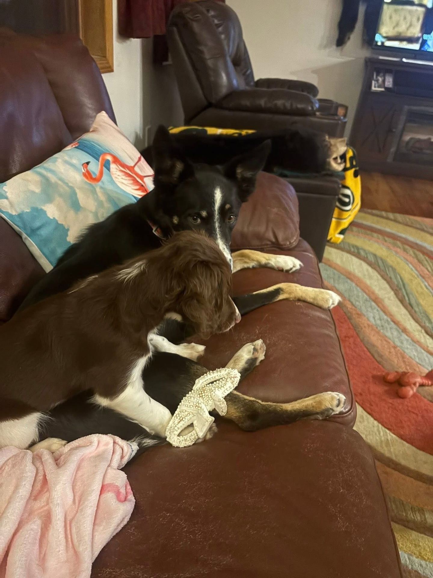 I get to watch ALOT.. of spaniels compete in field trials and hunting …
I just LOVE watching the father of our newest add to the pack work. Her mom has a great on off switch and lovely pedigree….. so I needed my own “chancette “ lol
MEET….and yes I figured out the perfect name to stay in our theme …. Of my girls names after the male breeders !!
Craney Hills Hot Toddy !!!!!! “Toddy”
Thank you so much Todd and Christina for our new hopeful and for your wonderful hospitality…. Naydo LOVES her !! He was sad when Gari started grown pup training ..
Kaye 💕we are so excited for this next journey for you with one of our Chance x Betty pups. I love the name!!! You will have to deal with the real Todd on the name issue 🤭🤭🤭