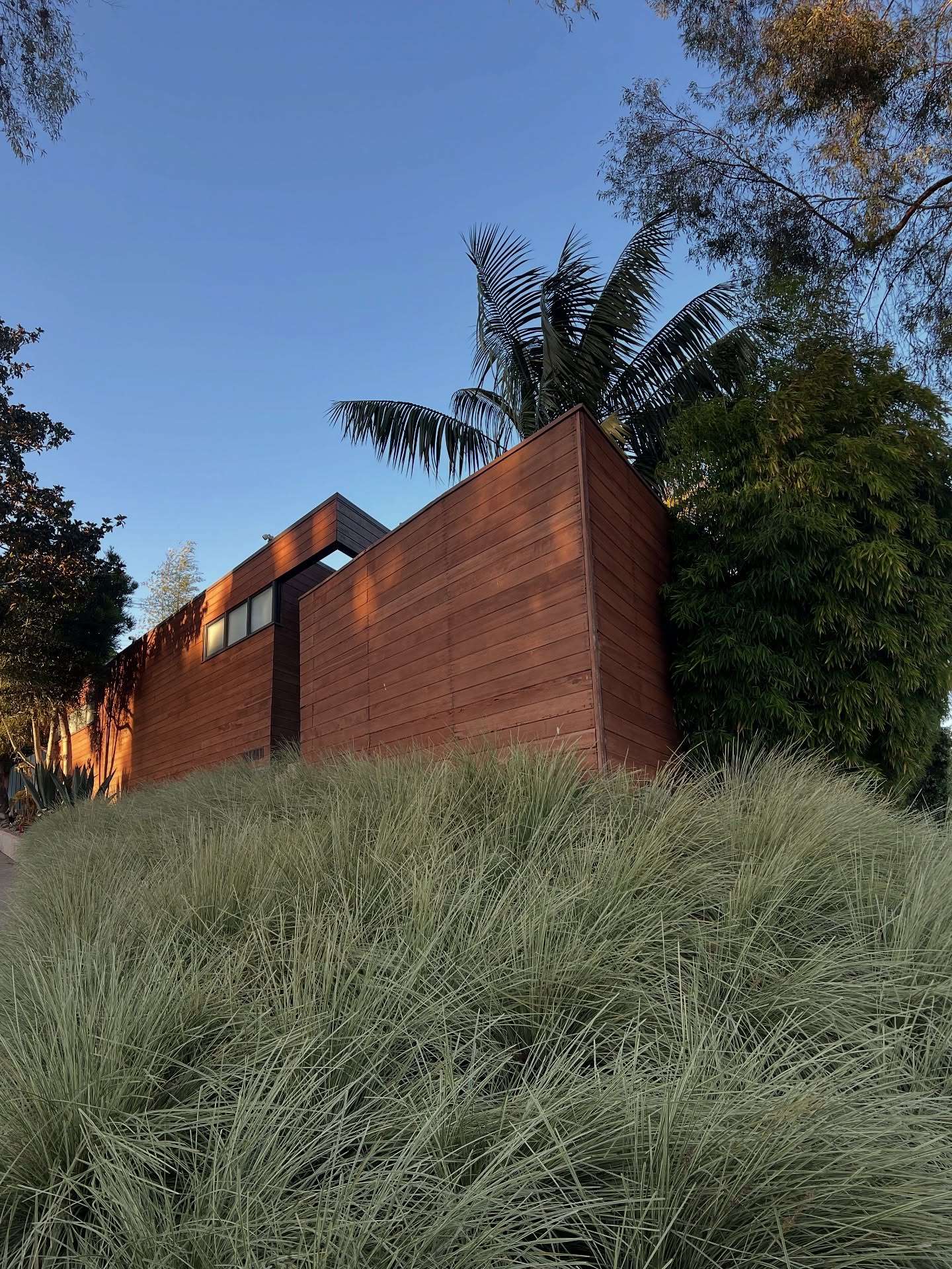 This is one of my favorite projects.
The homeowners love and care so much for their garden as well. Everything matters. I like it that way and it is so unique. It’s hard work and it’s worth it! We finally have the Lomondra Grass on the hill exactly how we want it. #rafealsoriano #midcenturymodern #cheviothills #lomandragrass #landscape #harden #massplanting #verigated #woodhouses #bamboo #arcitecture #lomondragrass #projectbannockburndrive #virgodesignsandlandscaping