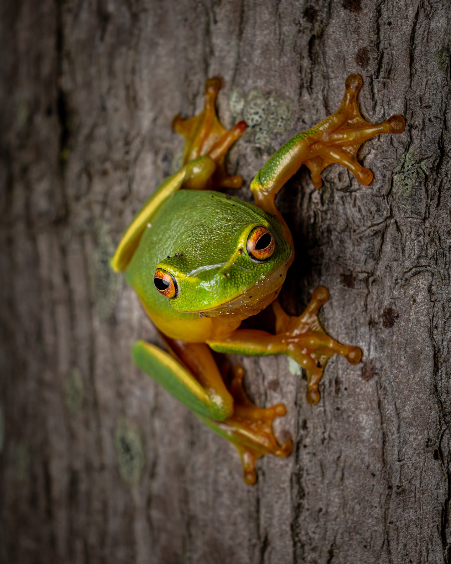 Ribbeting performance, 10/10 🐸
Dainty Tree Frog.
#ausgeo
#frogsofaustralia #daintytreefrog
#amphibiansofinstagram
#treefrogsofinstagram #treefrog
#cygnustechdiffuser