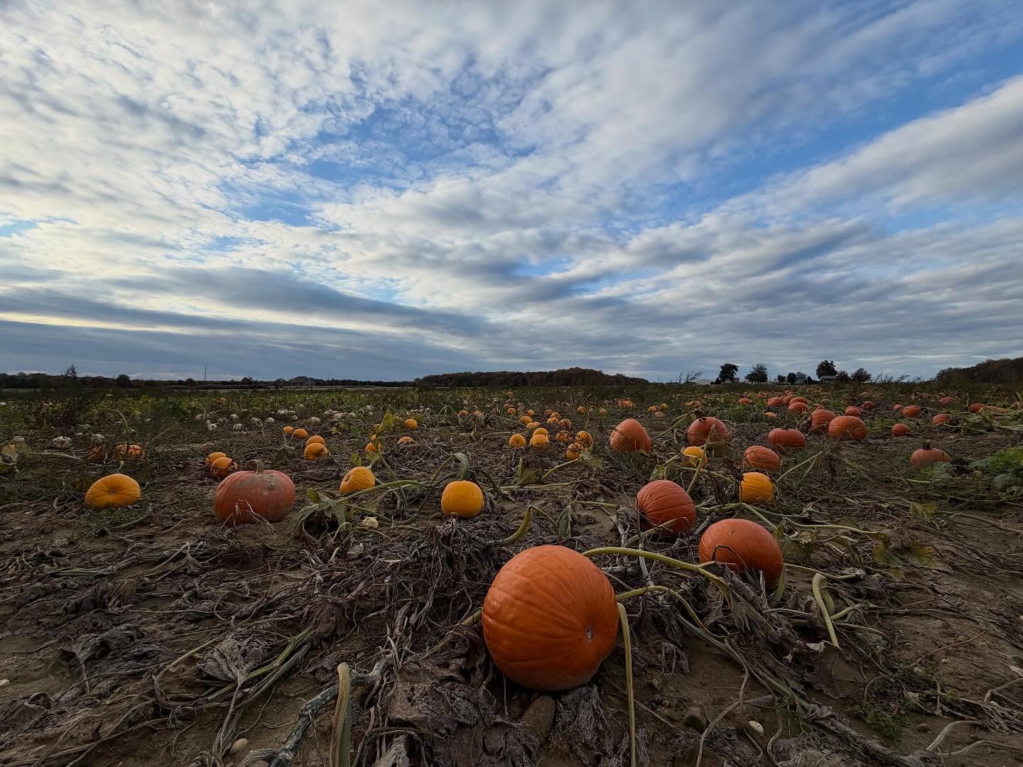 Today may be our last day open! Come say hi before the rain rolls in Thursday and Friday ๐ฆ๐ง๏ธ
#Alpaca #FarmAnimals #FarmFriend #PickYourOwn #DogFriendly #MonroeTownship #PumpkinPatch #Pumpkins #PumpkinFarm #PumpkinPicking #NewJersey #RedWagonFarm #RedWagonFarmNJ #MiddlesexCounty #NJFun #NJPumpkinPicking #NJPumpkinPatch #NJFamily #FallFun #FarmLife #FallVibes #AutumnAesthetic #FallSeason #PumpkinSeason #OctoberVibes #HelloFall #FallFeels #AutumnVibes #FYP