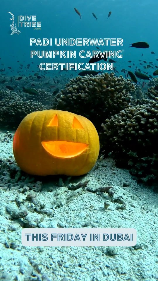 Get your Padi underwater Pumpkin Certification (yes, we are serious) this friday!!
Perfect way to celebrate halloween! Contacts us on Whatsapp to find out more :)