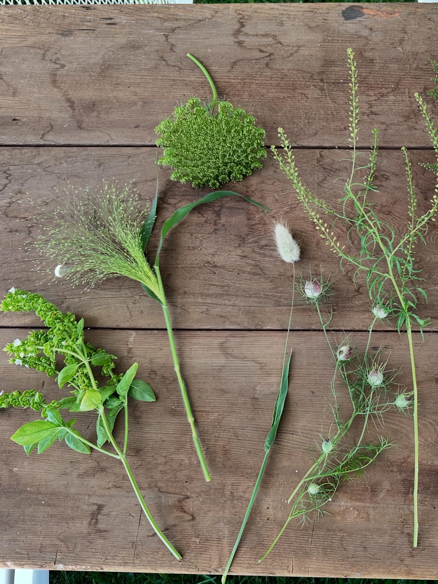 Sometimes it’s not the flowers that steal the show—it’s the supporting cast. These are a few of my favorite foliage and textural elements that add movement, depth, and magic to bouquets and arrangements: Frosted Explosion Grass, Bupleurum, Greater Quaking Oats, Bells of Ireland, Apple of Peru, Emerald Tassels Amaranthus, Love-in-a-Puff, Basil, Bunny Tails, Nigella Pods, Cress, and Sweet Annie.
Each one brings something unique—graceful lines, seed pods, fragrance, or that perfect airy touch. They’re what make the arrangements come alive.
#seasonalflowers #grownnotflown #localflowers #minnesotaflowers #flowertextures #bouquetinspiration #happyinthedirt