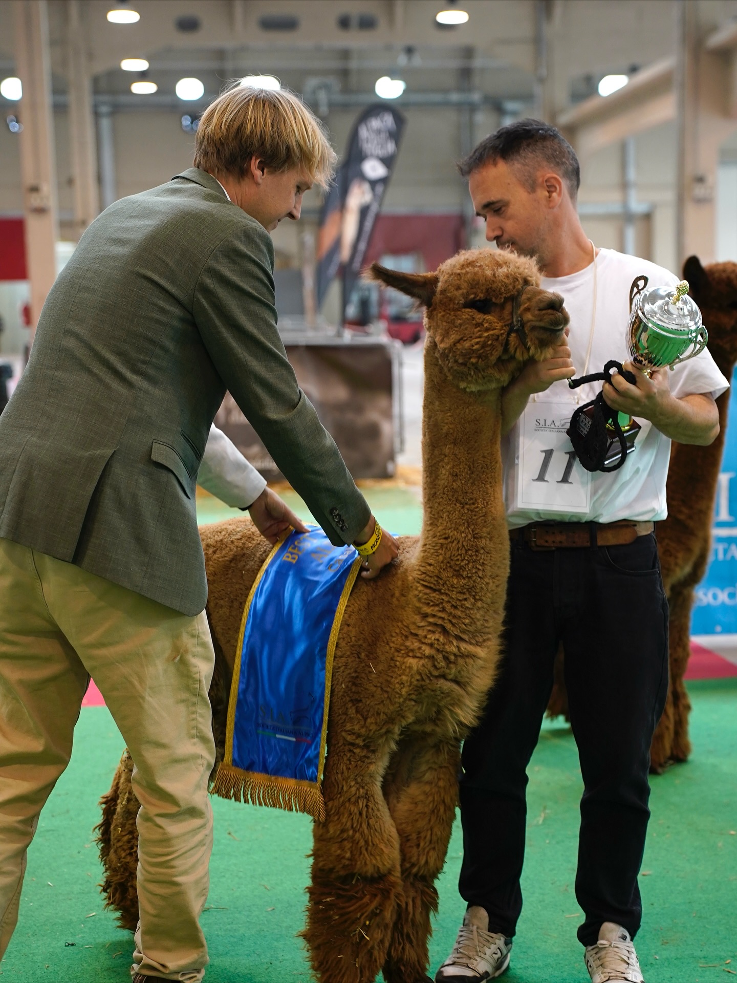 Lo scorso weekend abbiamo partecipato all’Alpaca Festival International Alpaca Show a Casale Monferrato organizzato da @societatalianaalpaca
Quest’anno abbiamo deciso di partecipare con solo 4 alpaca visto che uno di noi è dovuto restare a prendersi cura delle femmine prossime al parto in allevamento mentre l’altro avrebbe dovuto viaggiare per ore e gestire lo show team in solitaria. Nonostante i pochi animali esibiti siamo stati premiati con tutti i premi possibili ✨ compresa la nostra new entry in allevamento e questo è un grande onore oltre che una soddisfazione. Ringraziamo il giudice internazionale Robin Nasemann @alpacajudge per la professionalità e la gentile @joanna_najbar che ha assistito il giudice nel ring per tutto il tempo.
Ecco qui i risultati ottenuti dai nostri alpaca:
SIGNOR TEDDY DELLA FOGLIA
🥇1º posto maschi fawn sopra i 36 mesi
🏆Color Champion maschi fawn
🏆BEST MALE IN SHOW
🏆BEST IN SHOW
ULLALLA DELLA FOGLIA
🥇1º posto femmine brown sopra 36 mesi
🏆Color Champion brown female
🏆BEST FEMALE IN SHOW
FLANDERS BALTHAZAR ET
🥇1º posto maschi brown sopra i 36 mesi
🏆Color Champion maschi brown
ANITA DI PIANI DEGLI ALPACA
🥇1º posto femmine fawn 12/24 mesi
🏆Color Champion femmine fawn