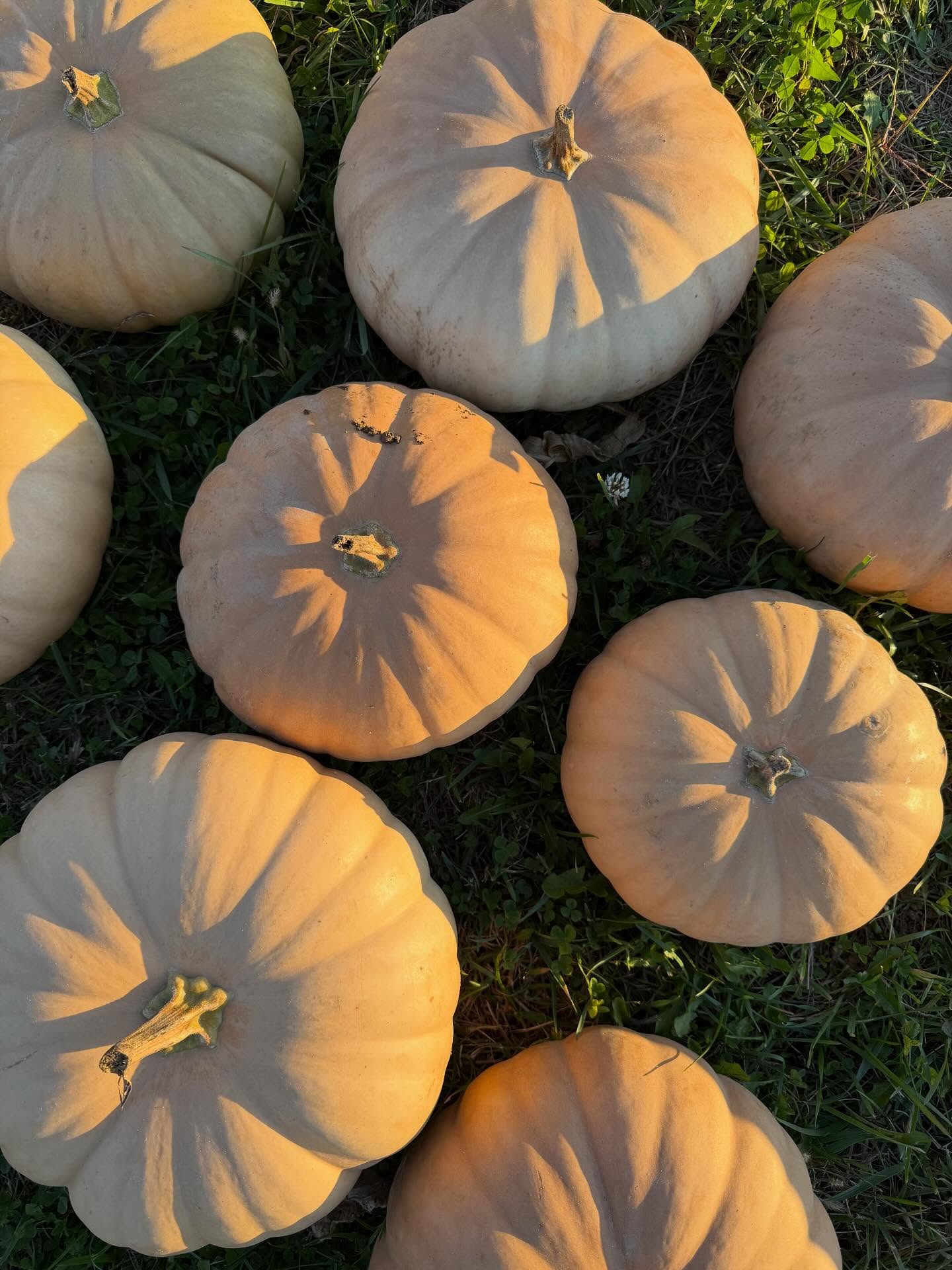 Pumpkin of the Week: Long Island Cheese
โ
They are named for their resemblance to a wheel of cheese.โจโจโ
The flesh is deep orange, dense, and smooth, without the stringiness found in many other pumpkin varieties.ย โจโจโ
They are excellent for pumpkin pies, soups, and purees.ย โจ
#LongIslandCheese #CheesePumpkin #PickYourOwn #DogFriendly #MonroeTownship #PumpkinPatch #Pumpkins #PumpkinFarm #PumpkinPicking #NewJersey #RedWagonFarm #RedWagonFarmNJ #MiddlesexCounty #NJFun #NJPumpkinPicking #NJPumpkinPatch #NJFamily #FallFun #FarmLife #FallVibes #AutumnAesthetic #FallSeason #PumpkinSeason #OctoberVibes #HelloFall #FallFeels #AutumnVibes #FYP