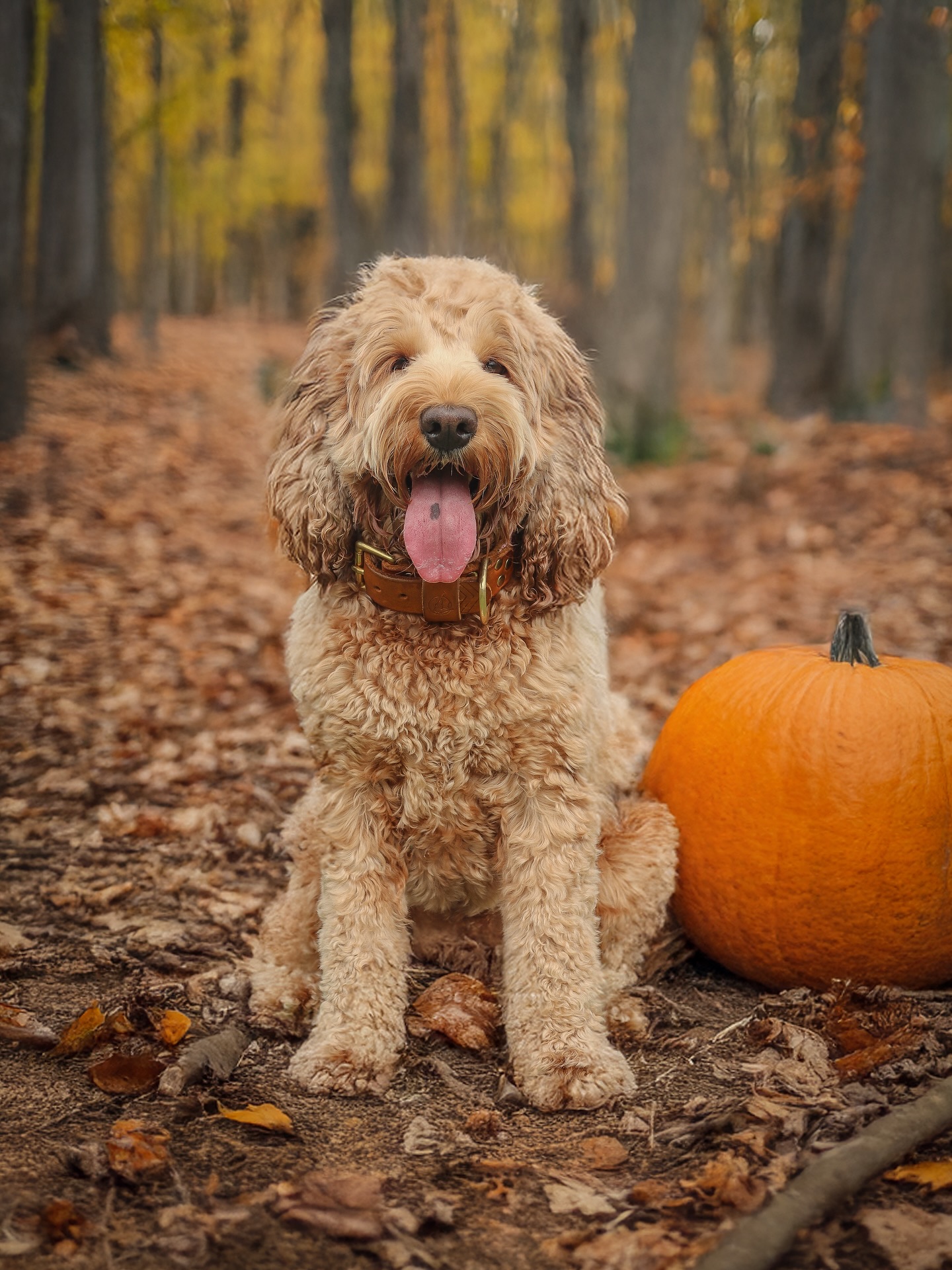 Pumpkin? Check. Fluffy coat? Check. Tongue out for extra cuteness? Double check! 😋🎃🤎
Who else’s mum will be making them pose with a pumpkin this week?
#pumpkinspiceseason #cockapoolife #pumpkincockapoo #cockapooclubuk #halloween