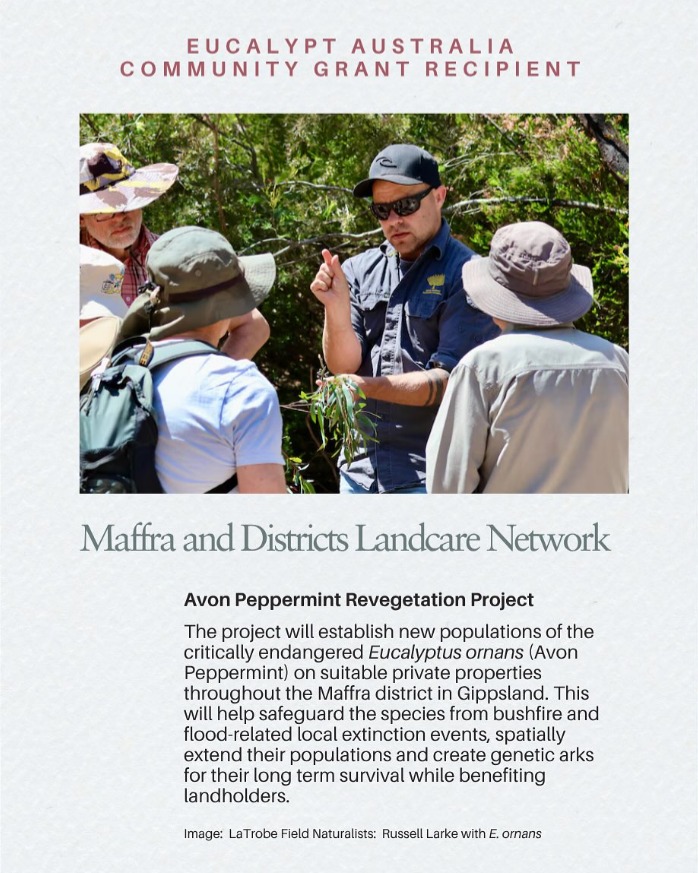 Maffra and Districts Landcare Network has received funding to bring back the Avon Peppermint!
We are excited to be working with our local Landcare groups, naturalists, botanists, nurseries and landholders to establish new populations of the Critically Endangered Avon Peppermint tree.
Join us for seed collection, planting and monitoring activities to safeguard this species in our backyard!
This project is supported by Eucalypt Australia's Community Grants. Thank you for supporting our work.
@eucalyptaus
#NationalEucalyptDay2026 #EucalyptoftheYear2026 #LoveAGum #oureucalypthome
