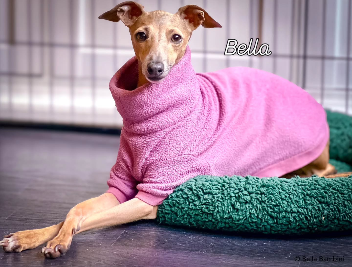 Mutter & Tocher
Bella & Alea
https://italiangreyhound.breedarchive.com/animal/view/alea-bella-bambini-85b21ed2-4521-4867-b3e9-8f14c0b9830d
#dwzrv #zucht #italiangreyhound
