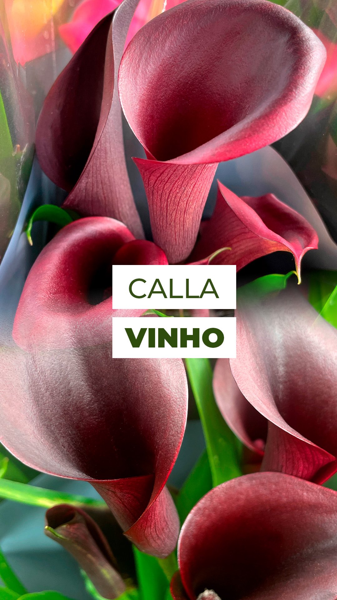 Tem planta que é presença. 🍷✨
A Calla é dessas, nasce com formas perfeitas e cores que parecem pintadas à mão. Traz leveza, mas também imponência.
E o que parece uma flor é, na verdade, uma bráctea, uma folha especial que protege o verdadeiro conjunto de flores.
E você, prefere o clássico branco ou se rende às cores mais intensas? 💜
Conta aqui nos comentários 👇
#calla #callalily #copodeleite #floresefolhas #zantedeschia #plantlovers #plantlove #floreslindas #flor #flores #planta #plantas #greenhome #greenvibes #plantsoftiktok #plantsofinstagram #florornamental #floraçãorara #decor