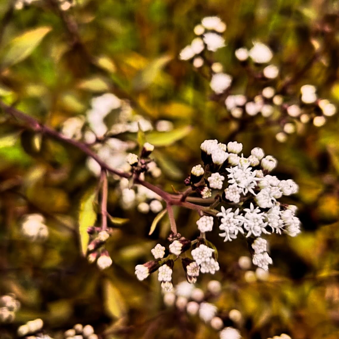 I love plants that have the absolute gall to start blooming now. I kinda relate, my late-blooming friend!