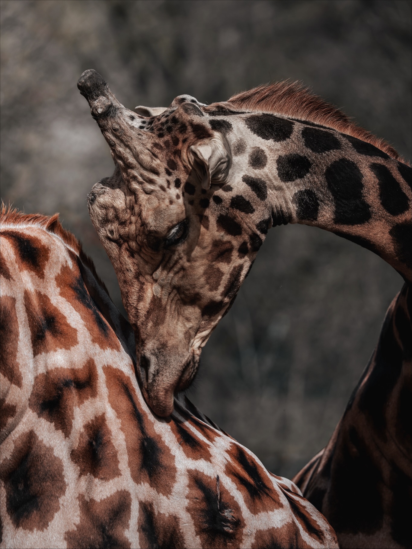 Afrika lehrt Dich Fotografie neu. Du fährst raus und denkst, Du jagst gute Motive. In Wahrheit lernst Du erst einmal Geduld. Das Licht entscheidet hier alles. Morgens ist es weich und warm. Mittags brennt es hart und gnadenlos. Abends wird die Savanne zur Bühne, auf der sich Schatten und Konturen plötzlich von selbst komponieren.
Eine Löwin im Portrait ist nicht einfach ein Tierfoto. Du versuchst Respekt im Bild festzuhalten. Keine Hektik. Kein Zoom rein und abdrücken. Du wartest auf einen Ausdruck, der kraftvoll bleibt und trotzdem keine Zirkuspose ist.
Giraffen sind dagegen ein Spiel mit Linien. Der lange Hals, die Muster. Du suchst nach einem Winkel, der das Chaos in Form bringt. Afrika belohnt, wenn Du ruhig bleibst. Du schiebst den Fokus Zentimeter für Zentimeter und merkst, wie ein Bild plötzlich funktioniert, weil alles im Flow liegt.
Und Zebras. Schwarz und Weiß, perfekt aus der Ferne. Aus der Nähe eine echte Herausforderung. Muster, die den Autofokus kirre machen. Du stellst manuell scharf und verfluchst die Bewegung. Dann klickt es doch. Ein Auge, perfekt getroffen. Und Du freust Dich wie ein Kind.
Was mir Safari und Fotografie gemeinsam beigebracht haben: Du kontrollierst weniger als Du denkst. Du kannst Planung, Technik und Brennweite mitbringen. Afrika bringt den Rest. Manchmal auch nichts. Du fährst zurück ins Camp mit leeren Speicherkarten und vollem Kopf. Dann weißt Du, dass Du wieder los musst.
#afrika #safari #wildlifephotography #wildlife #naturephotography #löwin #giraffe #zebra #tierfotografie #savanne #travelphotography #fernweh #fokusfernweh #reiselust #naturliebe #sonyalpha #bigfive #africanwildlife #picturethis #safarilife #getoutside #wanderlust #naturelovers #outdoorphotography #travelblogger