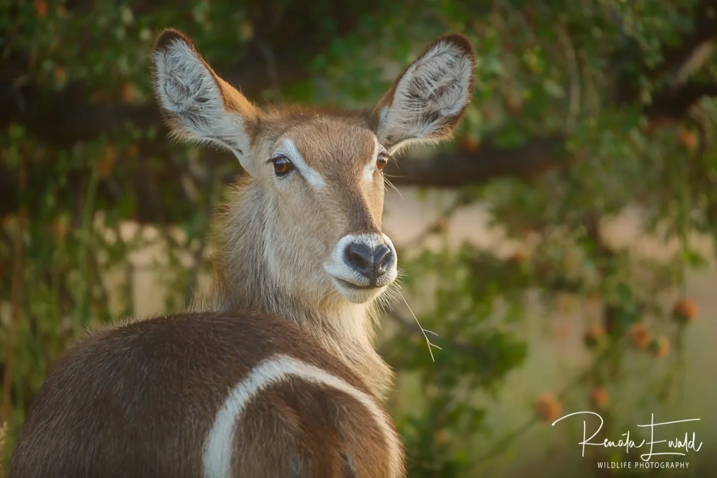 The pretty waterbuck, perfectly created with a heart-shaped nose,big eyes and ears, and fluffy coats. They are #beautiful
Follow:π
@kedibone_safaris
www.kedibonesafaris.com
E-mail: info@kedibonesafaris.com
#kedibonesafarifamily #myafricandream #waterbuck #exploremopani #generalgame #goldenlight #naturewildlifephotography #specialmoments #krugernationalpark
#bestsafaribyfar #gamedrives #wildlife #wildlifephotography #wildlifelovers #nature #natgeowild #wildographydudette #safariphoto #phalaborwaco #Africa #southafrica #girlpower #wedotourism
@krugernationalpark @phalaborwa.co.za @renataewaldwildlifephotography @meetsouthafrica