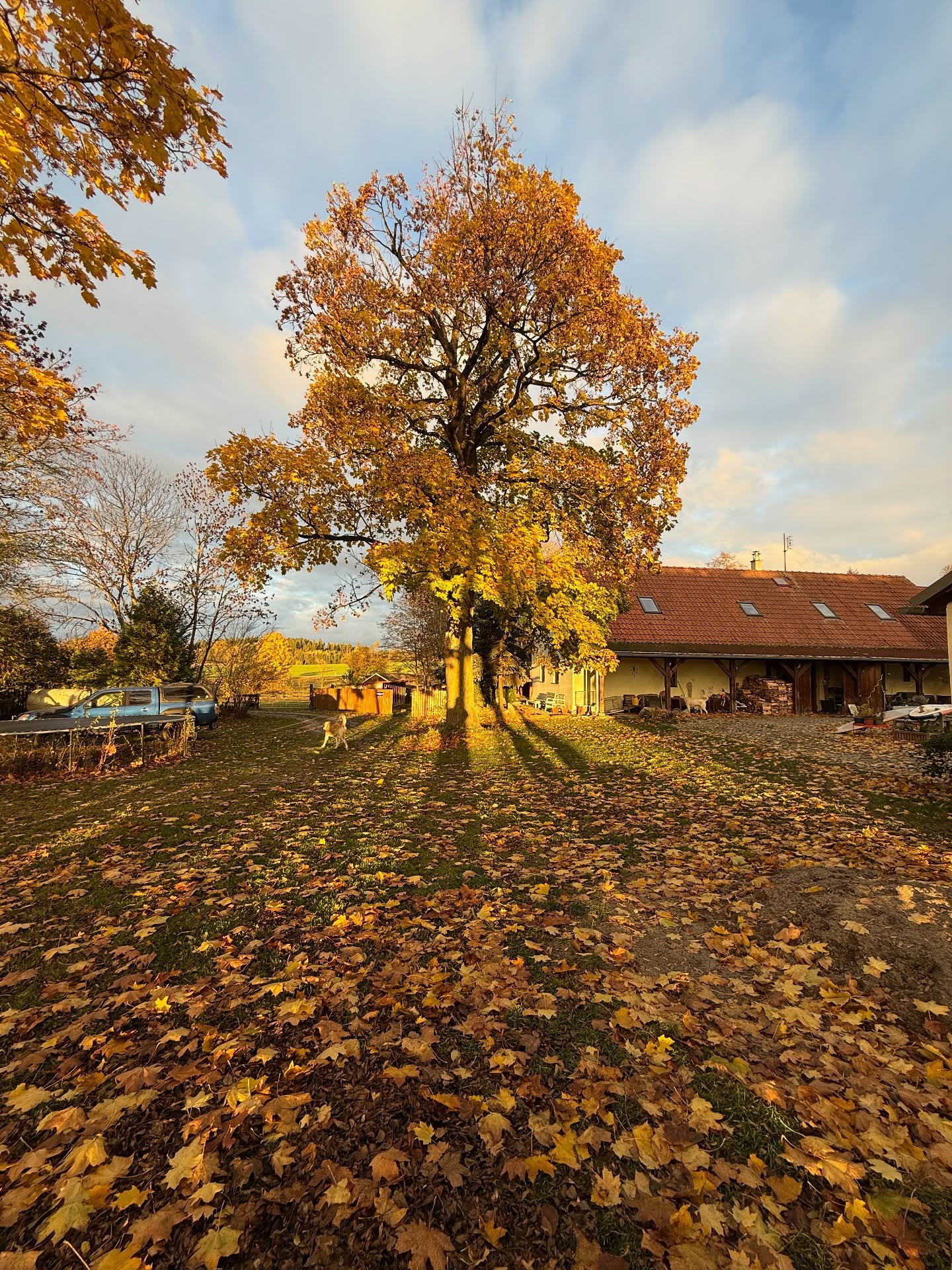 Podzim 🍁 co k němu dodat? Jen že to je pastva pro oko a dřuna pro ruce 🤣
#ondastatek #nabelidle43 #podzim #autumn #listivsude #leafs