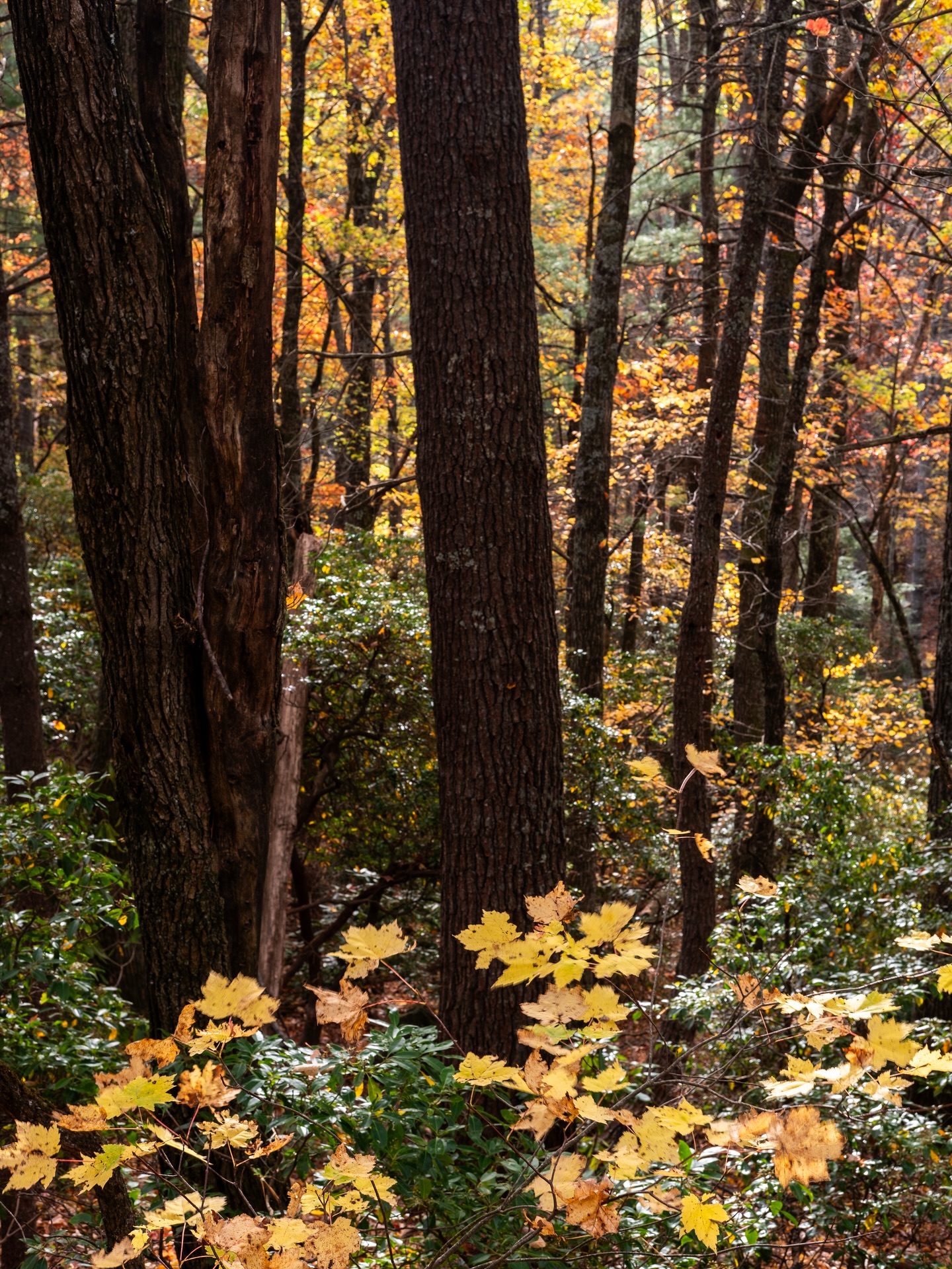 Vertical autumn scene along the Blue Ridge Parkway in Western North Carolina.
Camera: FujiFilm Xt5
Lens: FujiFilm 35mm f2.8
No filter
#blueridgeparkway #bluwridgemountains #appalachianmountains #outdoors #visitnc #travel #fujifilm #fujifilmxt5 #landscape #landscapephotography #nature #fallcolor #autumn #nataionalparkgeek