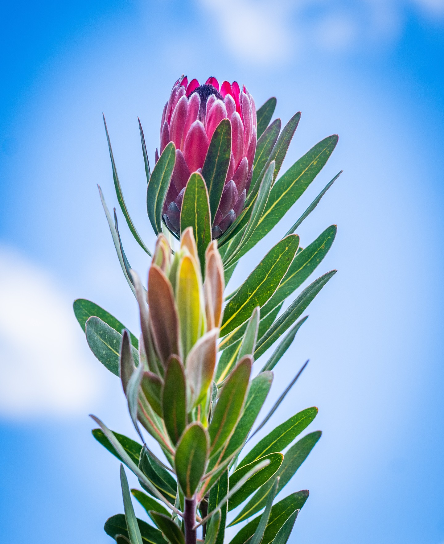 Proteas can take a little finessing and extra care in this climate, but the payoff is well worth it for their spectacular floral display!
With the weather finally starting to warm up now is the perfect time to get them planted.
.
.
.
.
.
.
#macedonnursery #macedongardensupplies #macedonrangesgardens #macedon #macedonranges #mountmacedon #woodend #gisborne #mountmacedon #melbournegardens #macedonrangesnaturallycool #visitvictoria