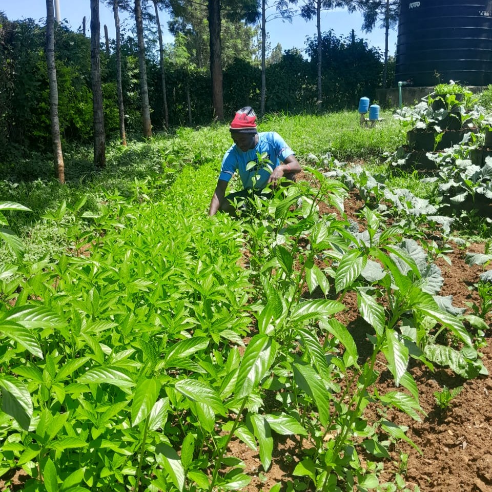 Our farmers at Nyahera Village in Kisumu West Kenya are proactively implementing the permaculture techniques learnt. The crop diversity in their kitchen gardens is amazing.