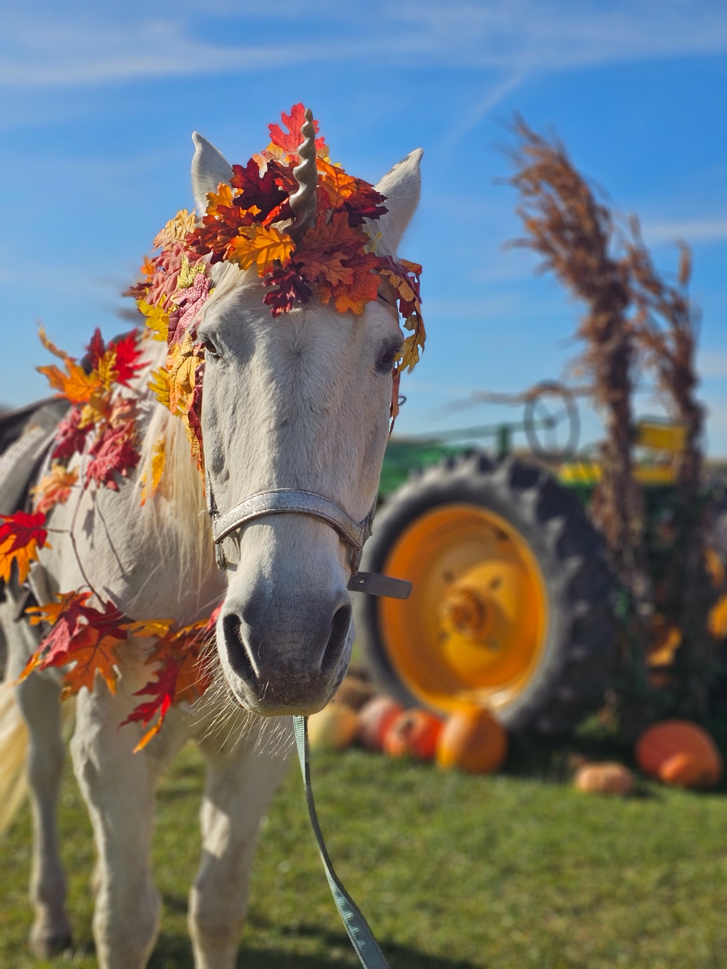 Board the wagon to the orchard and enjoy a day of Fall Festivities and then stop by Red Valley Ranch’s area and see the unicorns! Dress up in your favorite gown or costume and snap some memorable fall photos with the unicorn and go for a ride around the pumpkins! 🦄🍂✨
*weight limit for unicorn rides is 150 lbs!
🎃Pick-your-own pumpkins directly from the vine!
🍎Pick-your-own apples: Aztec Fuji, Golden Delicious, GoldRush, Granny Smith, Red Delicious, Pink Lady, Snapp Stayman Winesap, Suncrisp, & Super Chief
💐Pick-your-own flowers!
🌽Cowboy themed corn maze!🤠
🌽Corn Pit!
🐥Red Valley Ranch Pony Rides & Petting Zoo (Saturday & Sundays only, cash only, separate from admission ticket)
🚜Hayride
🍔Food Tent (Saturday & Sunday only)
🍦Ice Cream Truck (Saturday & Sunday only)
🥦Fall Veggies + Brazilian speciality veggies at our tent
🍯Local Honey from @gardenstateapiaries
🍂Fall Flowers at our tent: Mums, Asters, African Marigolds, Montauk Daisies + cornstalks, Indian Corn, & straw bales for fall displays!
⏰Fridays, 9:30am-4:30 pm last entry, Saturdays & Sundays, 9:30 am to 6:00 pm, with 5:30 pm being last entry!
💵We take cash & card!💳
Visit our website (link in bio) for more info!