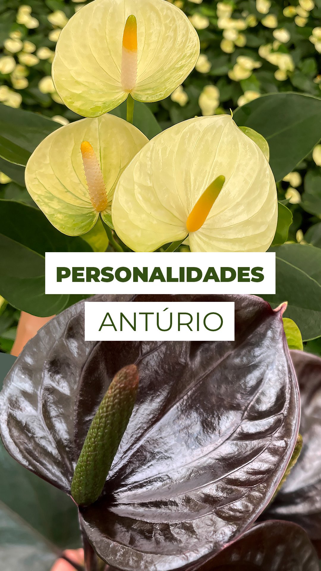 Quatro estilos, quatro personalidades de Antúrio!
💛 O Vanilla é amarelo natural e bordas esverdeadas.
🩷 O Lilli tem um tom rosado suave e folhas finas.
❤️ O Million Flowers destaca pela quantidade de folhas e tem um vermelho intenso e vibrante.
🖤 O Black Love, com folhagem escura.
E aí, qual deles combina mais com você?
Conta pra gente nos comentários! 👇
#anturio #anturios #anthurium #anthuriumlover #anthuriumcollection #plantas #flores #anturiobranco #anturiovermelho #anturioblack #verdedecoração #plantascompactas #floresnaturais #plantlover #naturezaemcasa #amorporplantas #colecionadoresdeplantas #decor