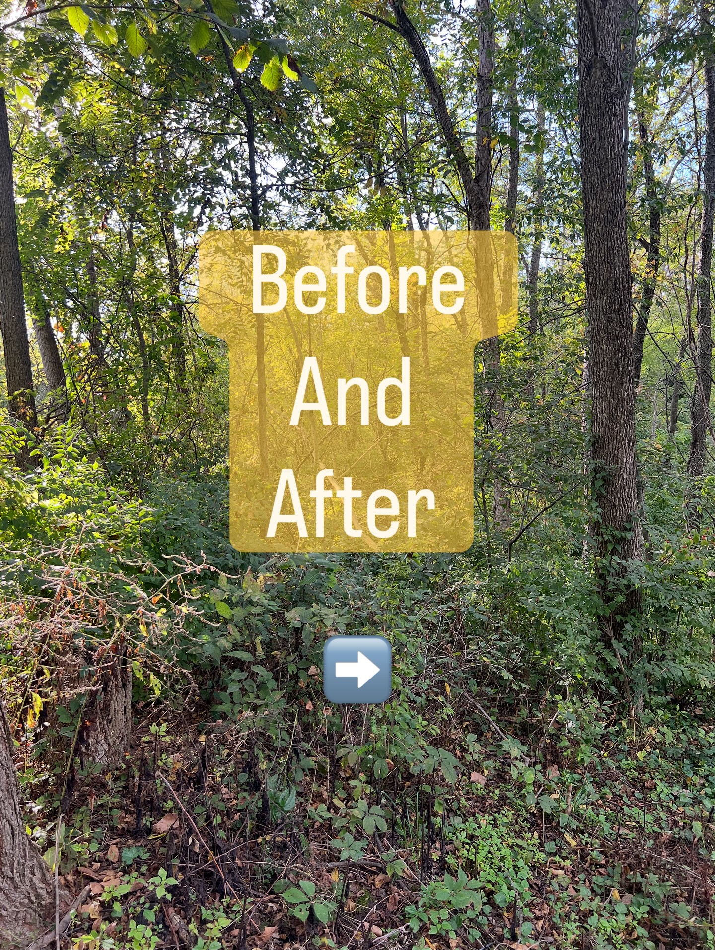 Sometimes that land you grew up exploring just needs a fresh reset to start getting it back to the way it was when you grew up. Check out some before and after pics from a project in Dalzell,IL.