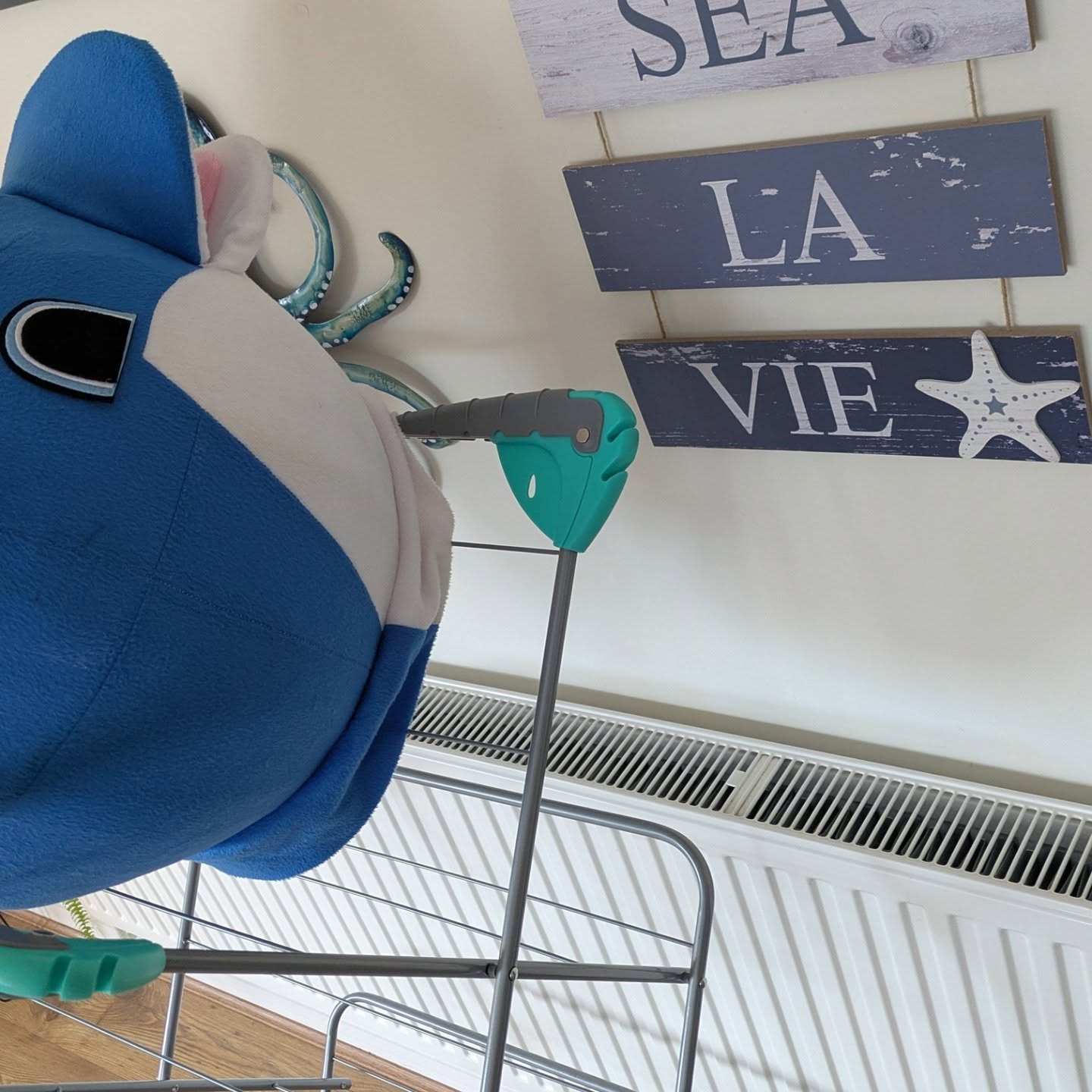 The Sunday ritual of "drying the dolphin's head".
Gets pretty hot in there 🐬🏃🥵.